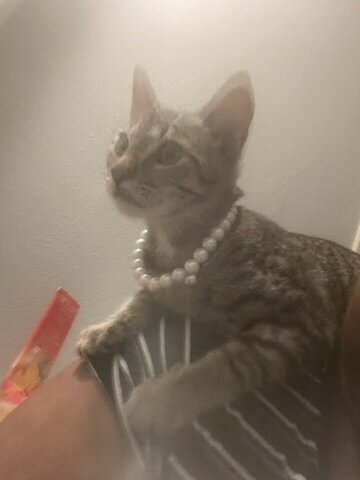 tabby cat mother and kittens image 3
