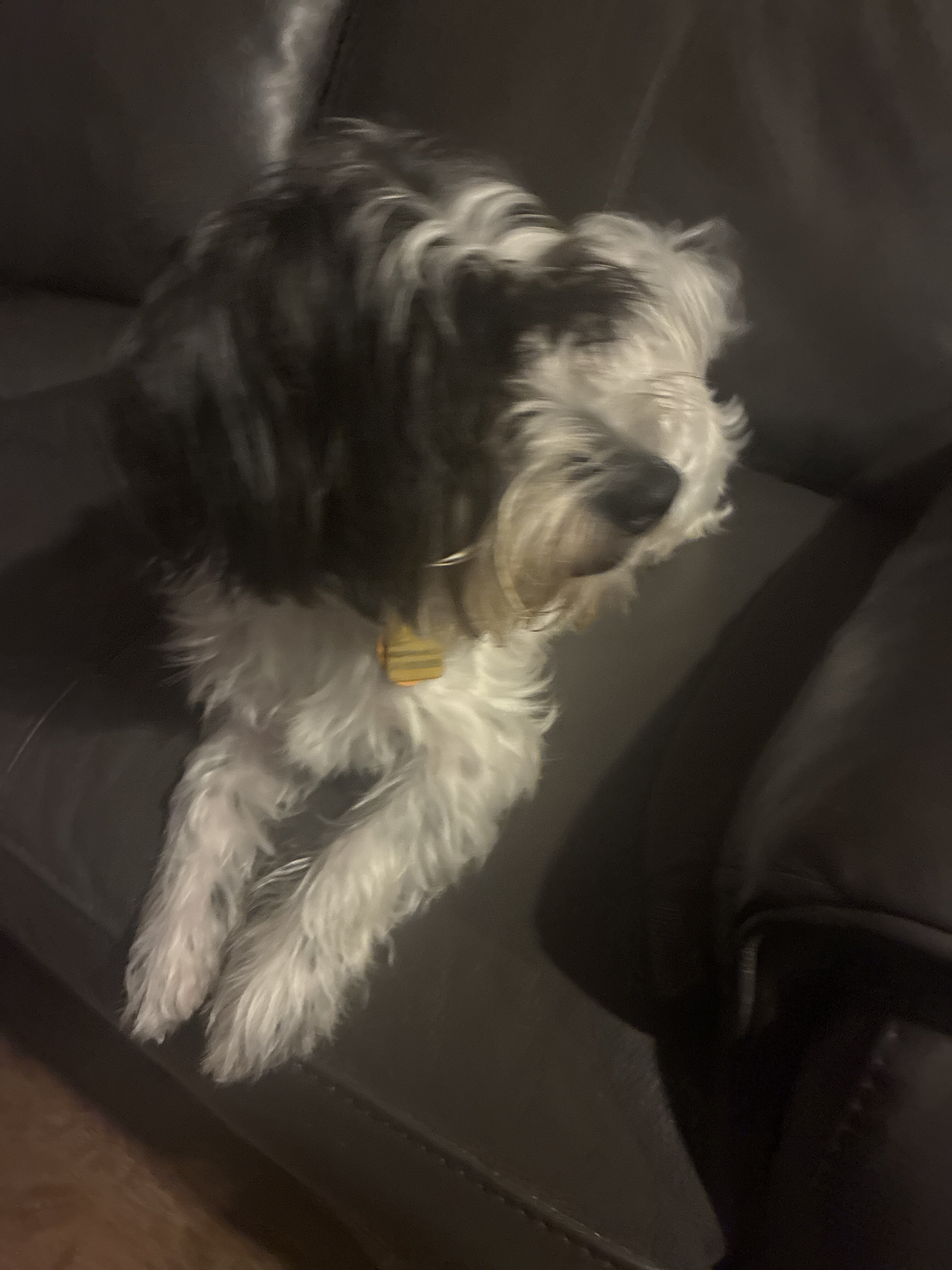 Lhasa Apso mixed image 1