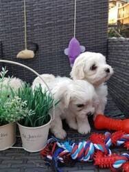 Healthy Maltese puppies available image 1