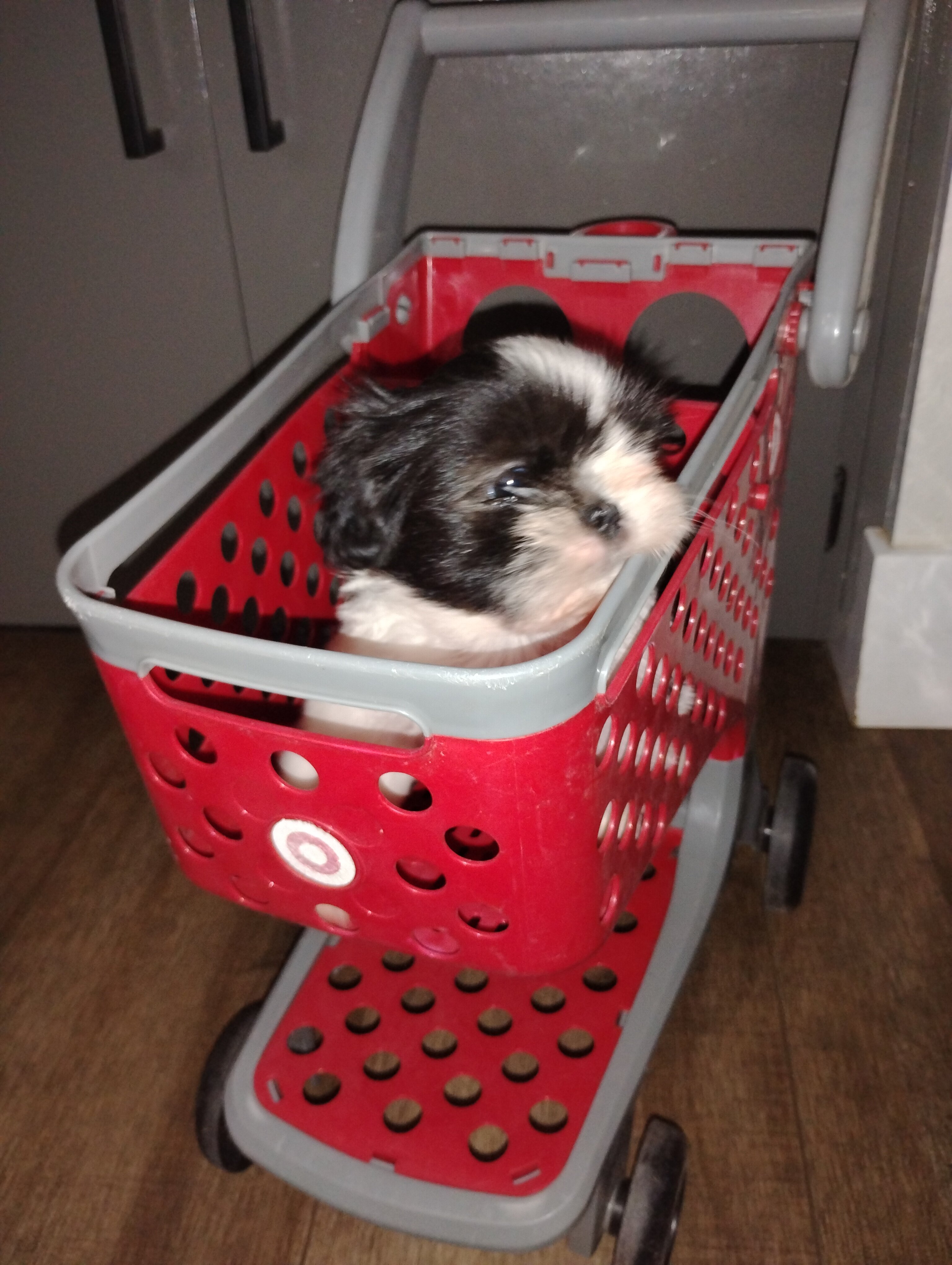 Purebred shih Tzu puppies image 2