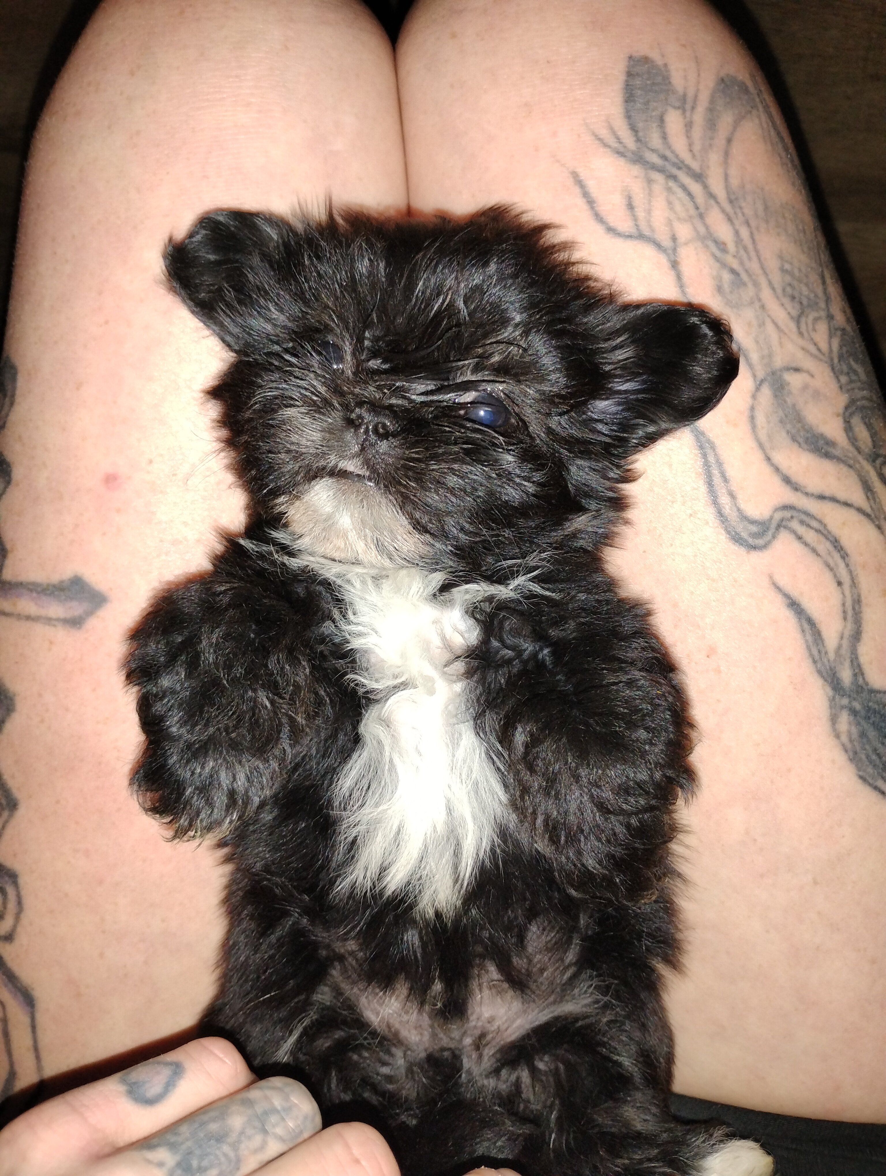 Purebred shih Tzu puppies image 1