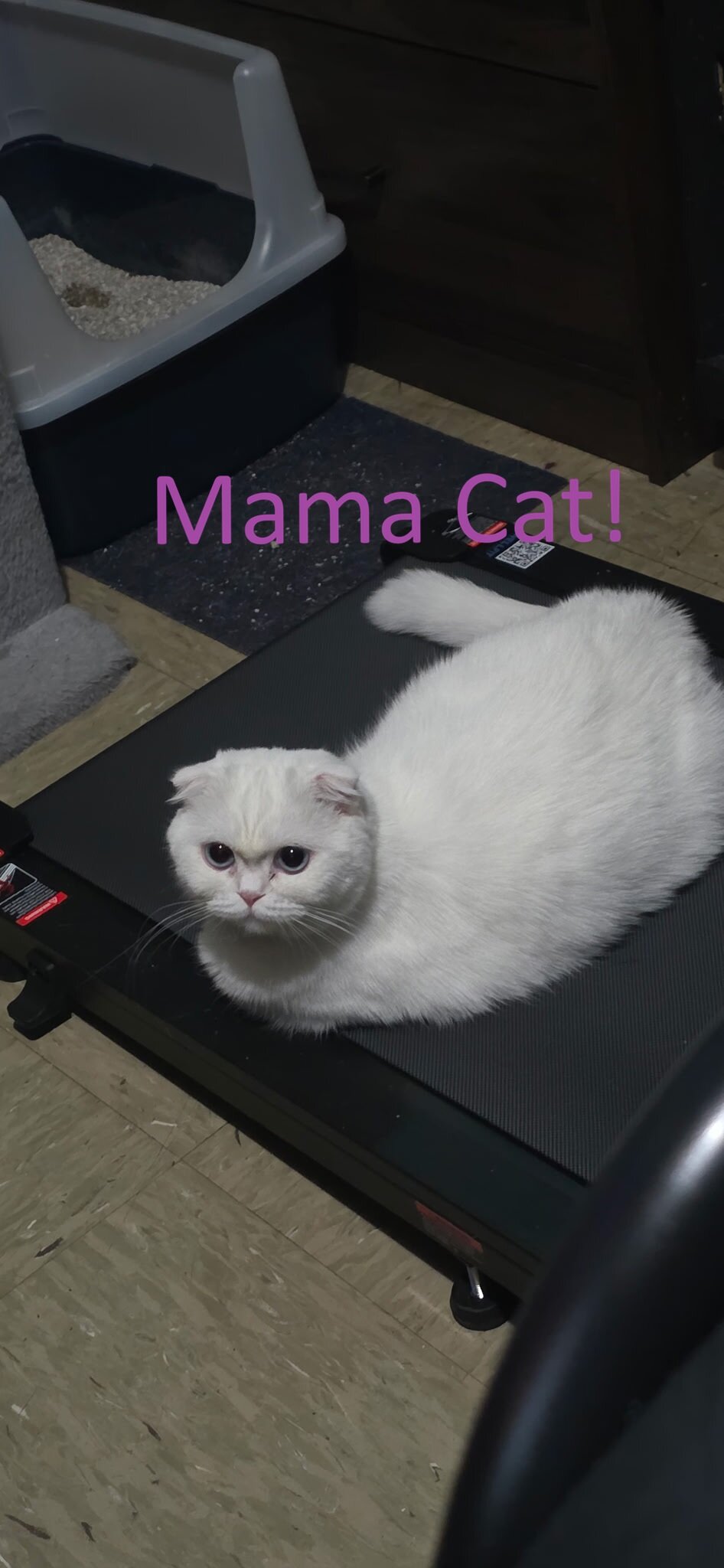 Scottish Fold Kittens image 6
