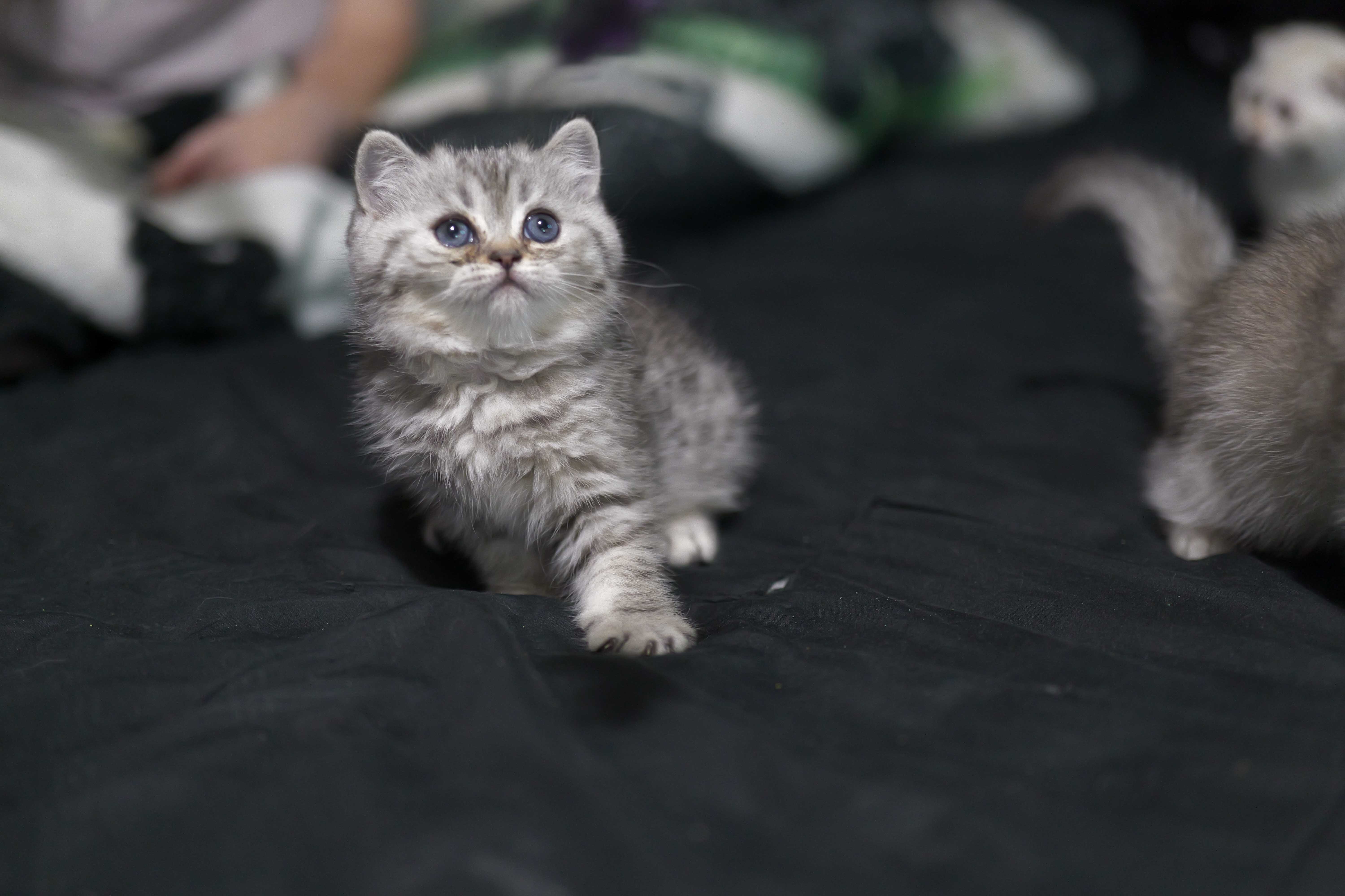 Scottish Fold Kittens image 2