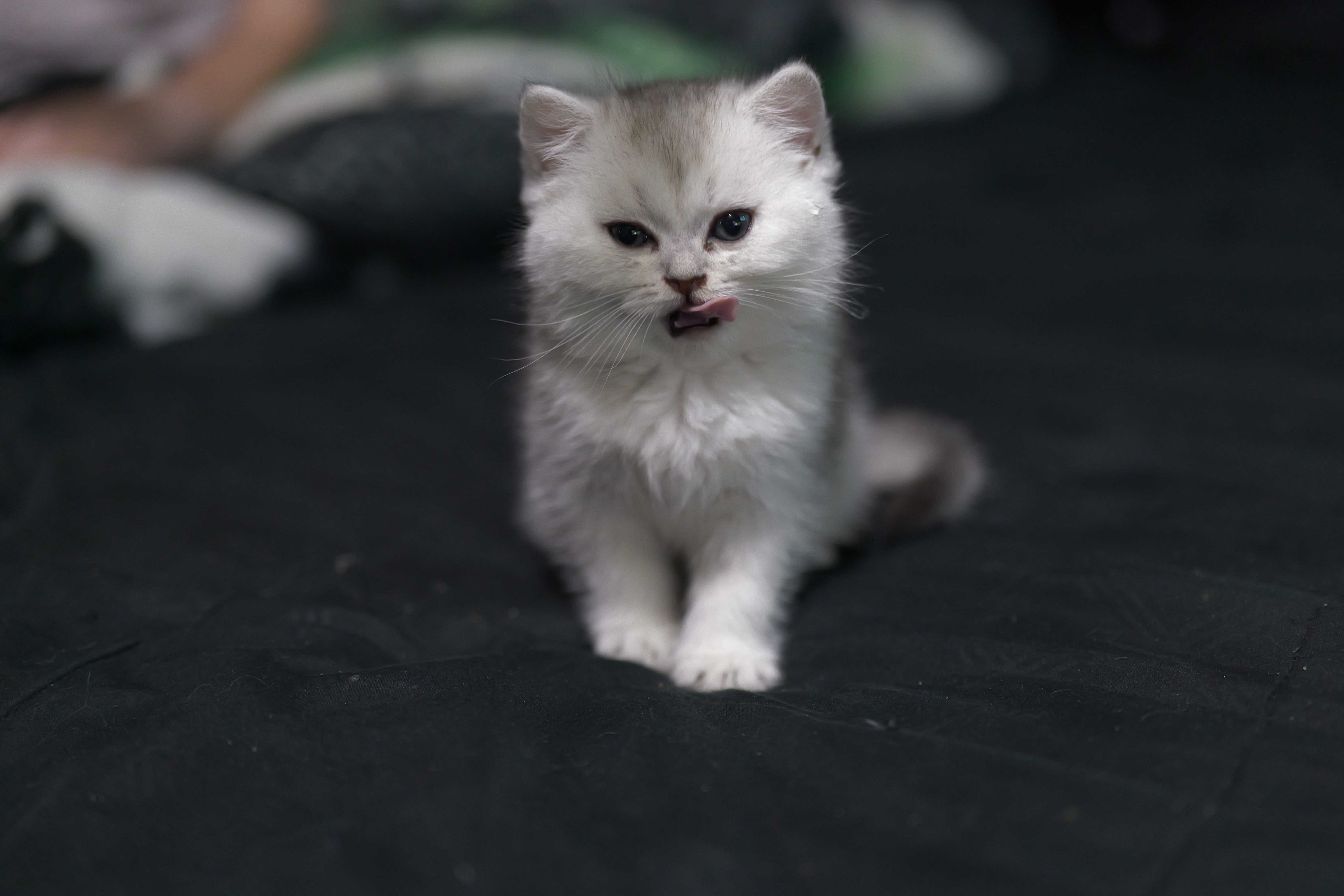 Scottish Fold Kittens image 3