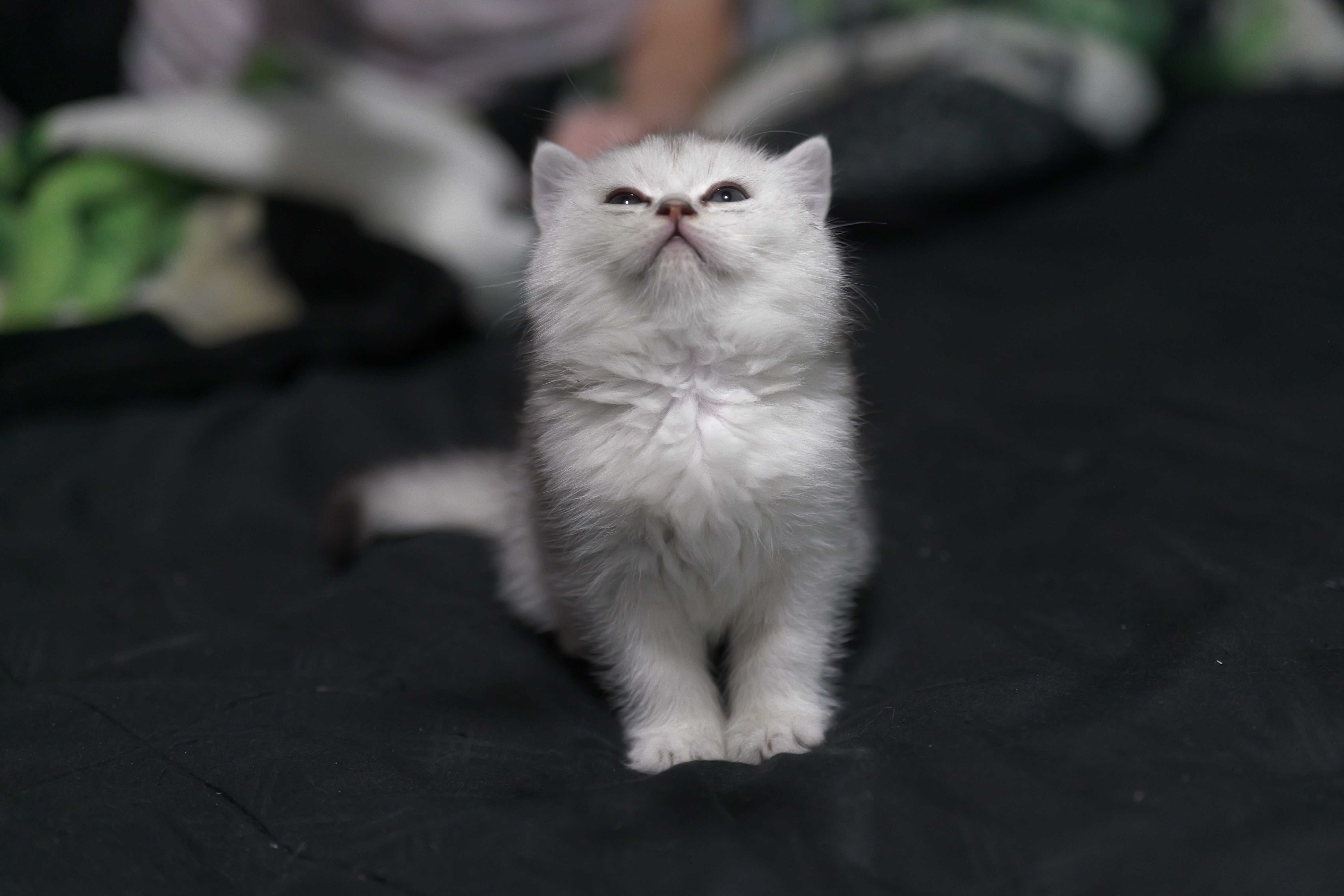 Scottish Fold Kittens image 4
