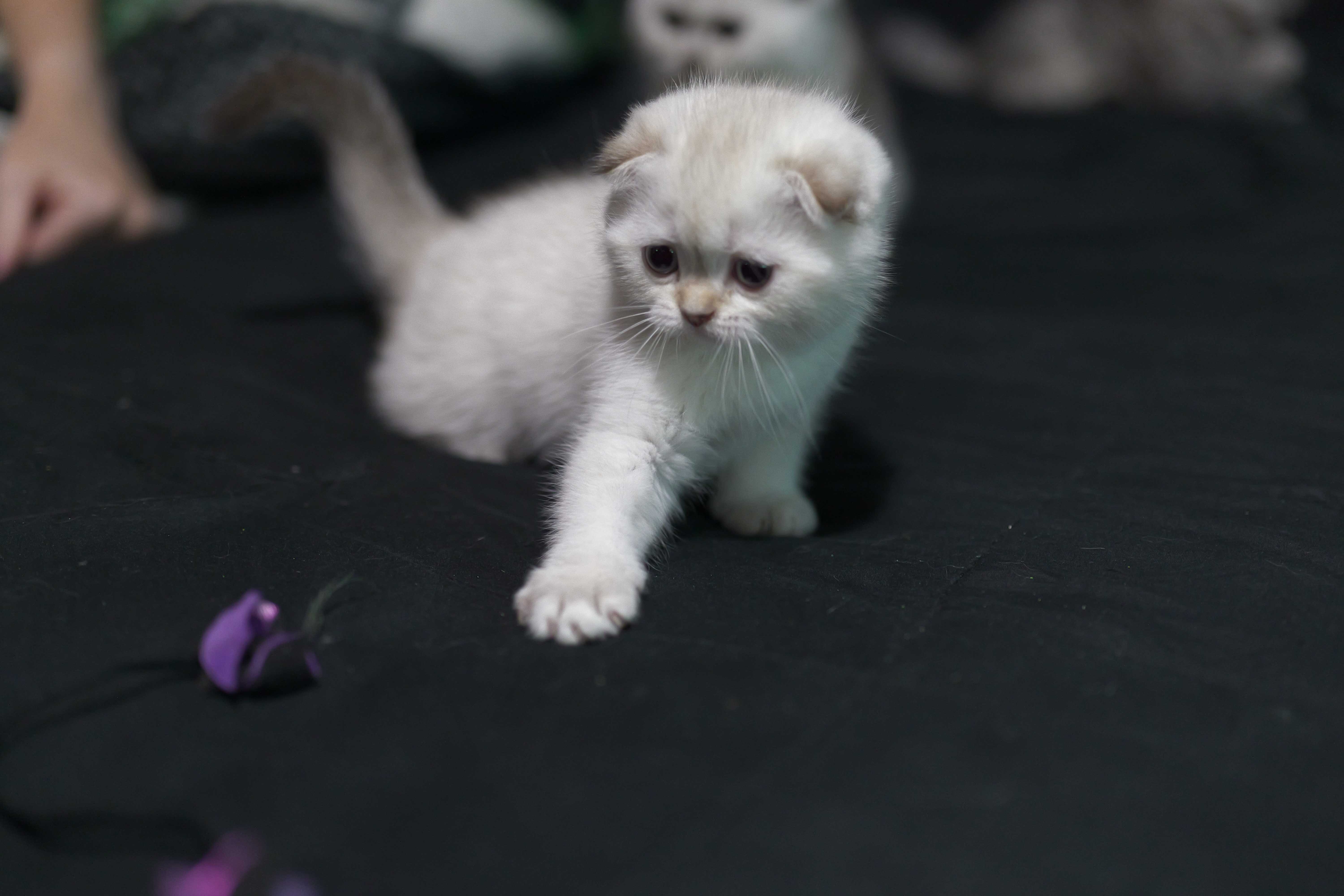 Scottish Fold Kittens image 5