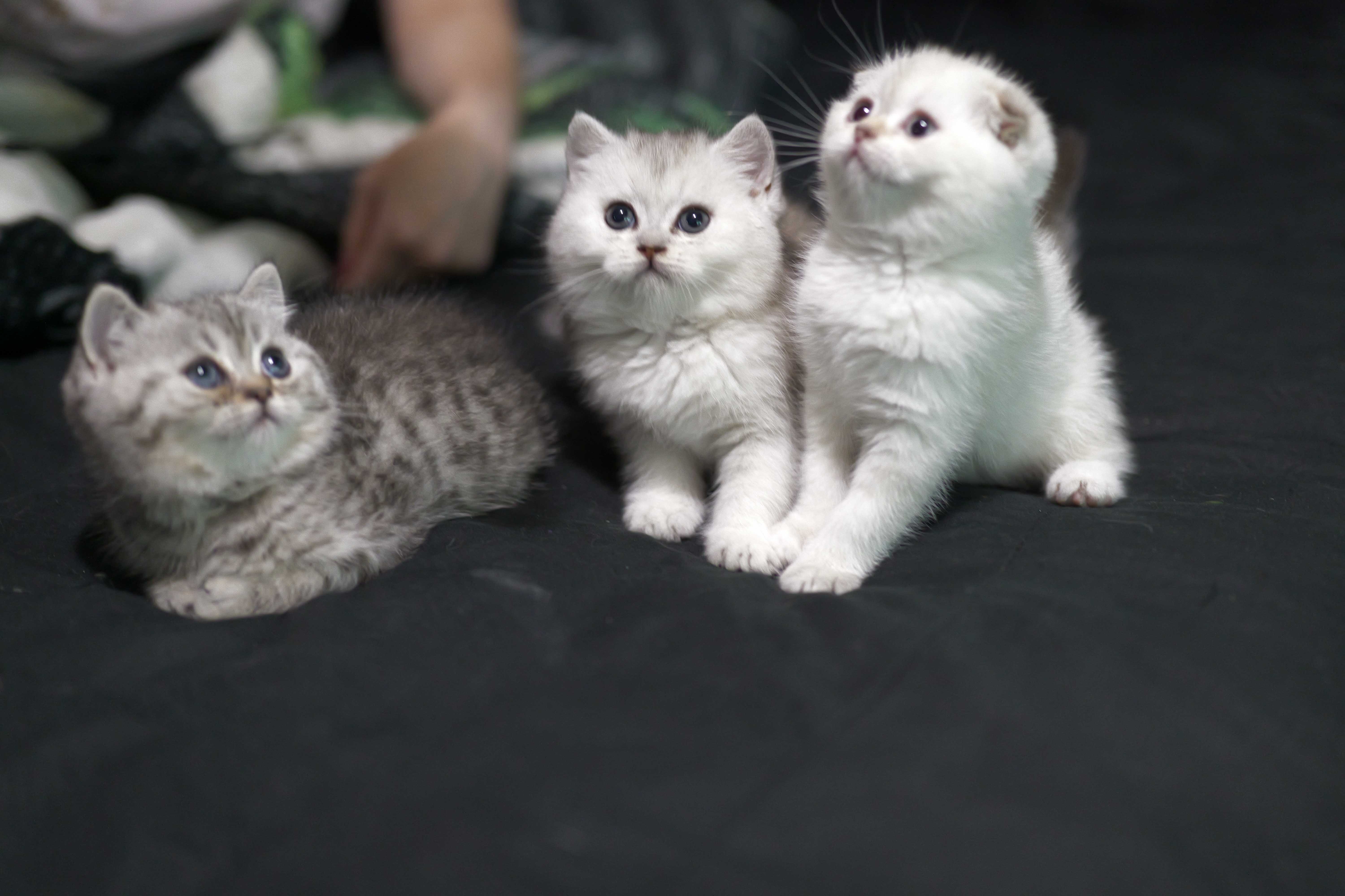 Scottish Fold Kittens image 1