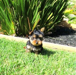 perfect Yorkshire Terrier puppies image 1