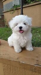 Cute and adorable Maltese puppies image 1