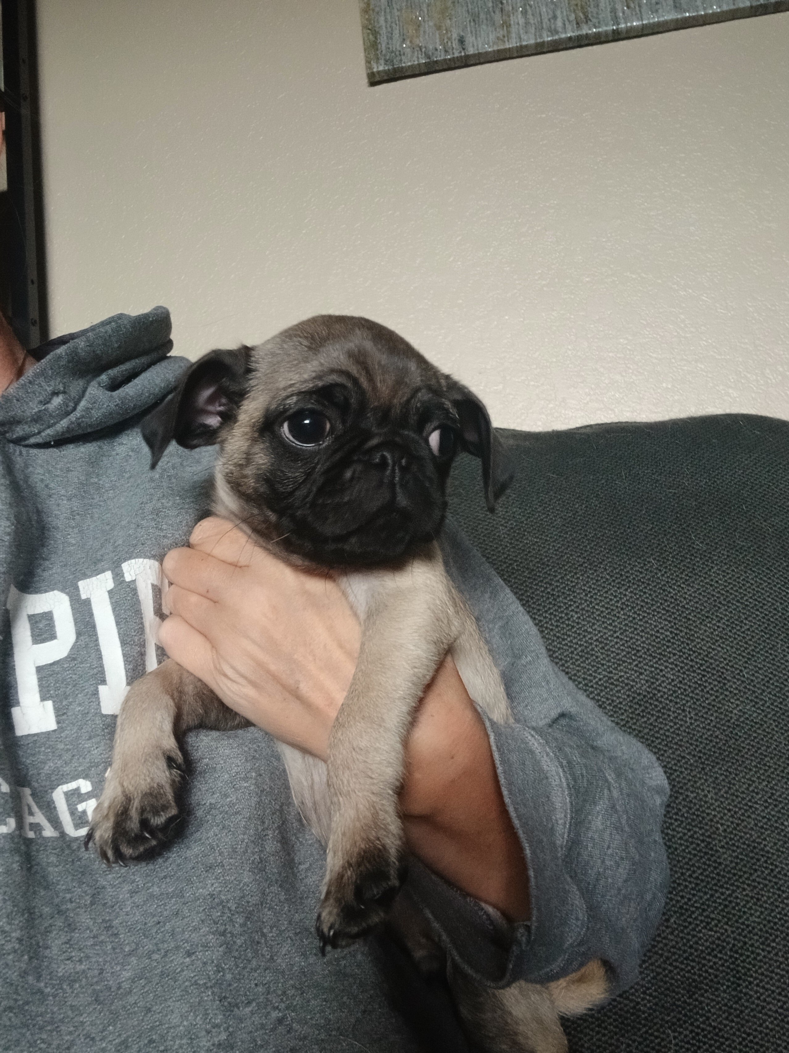 2 pugs image 1