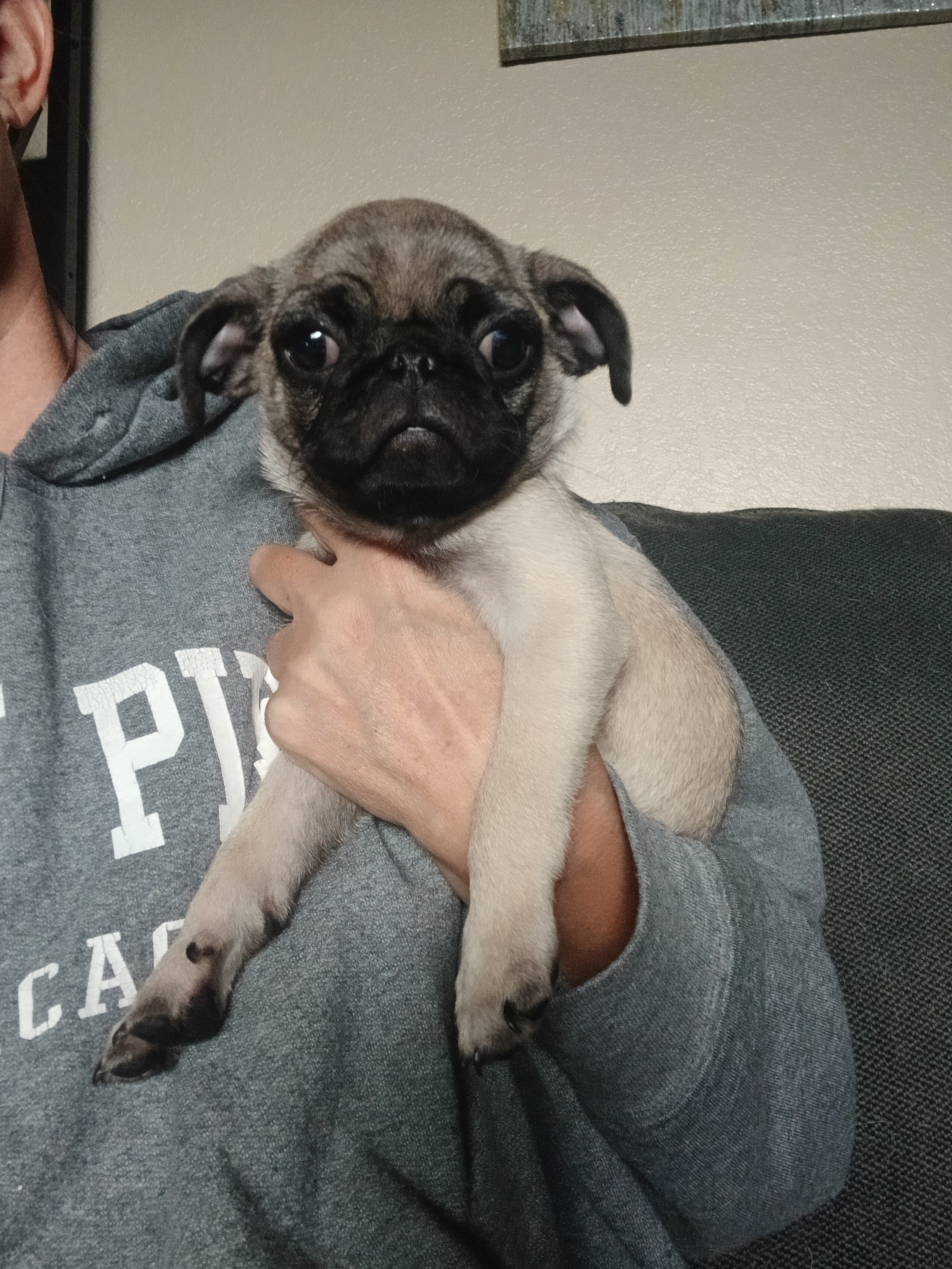 2 pugs image 2