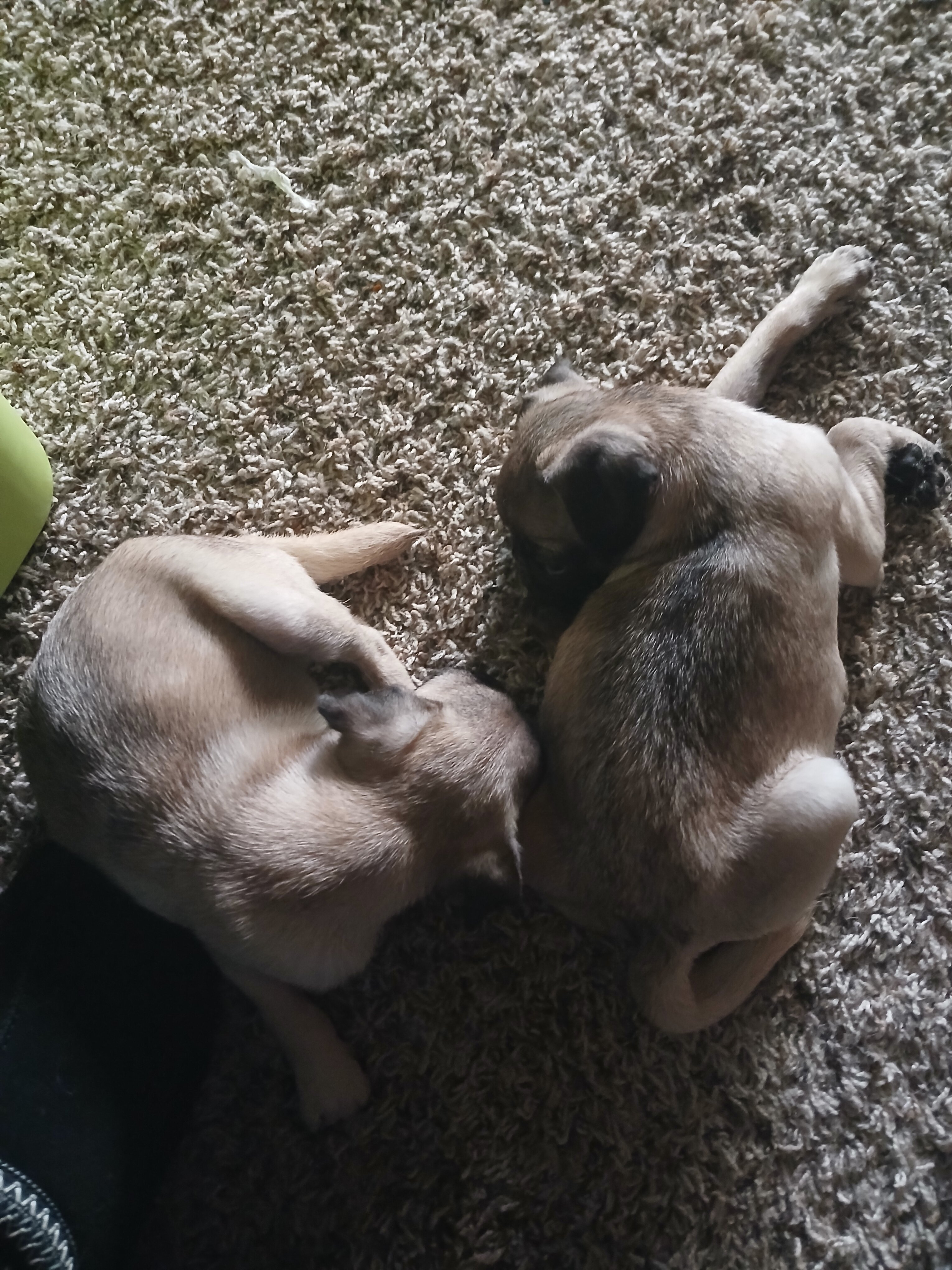 2 pugs image 3