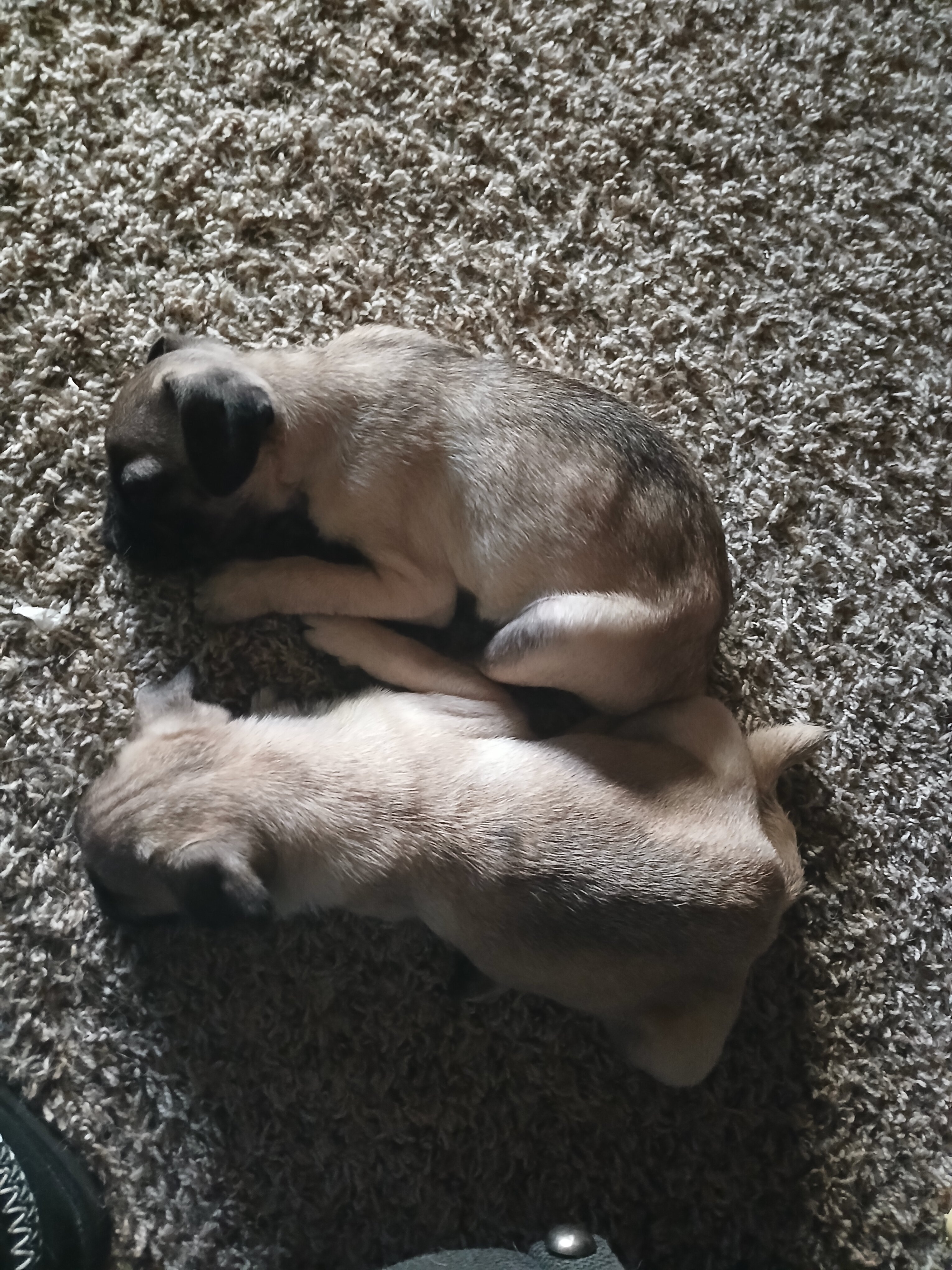 2 pugs image 4