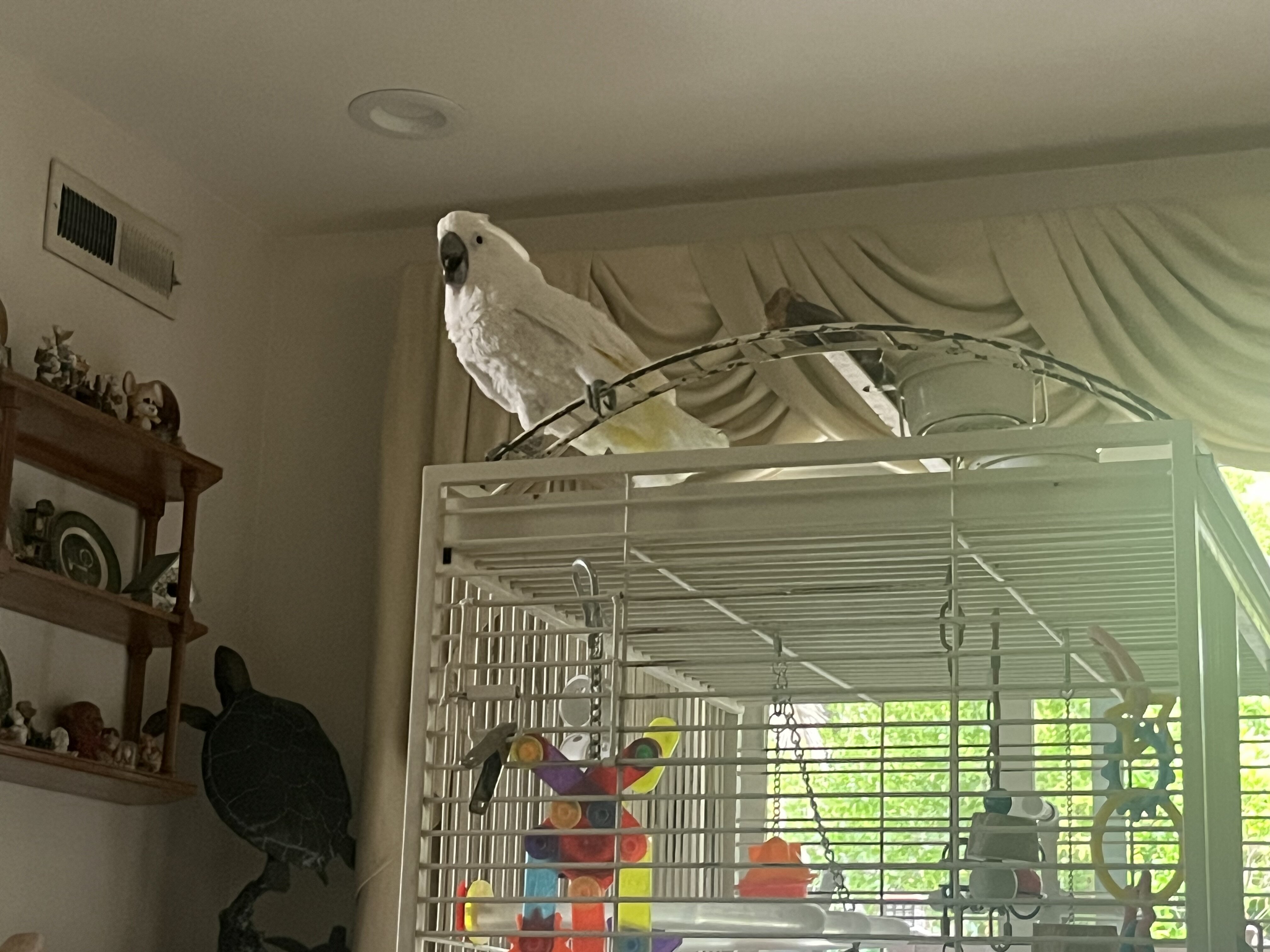 Cockatoo umbrella image 4
