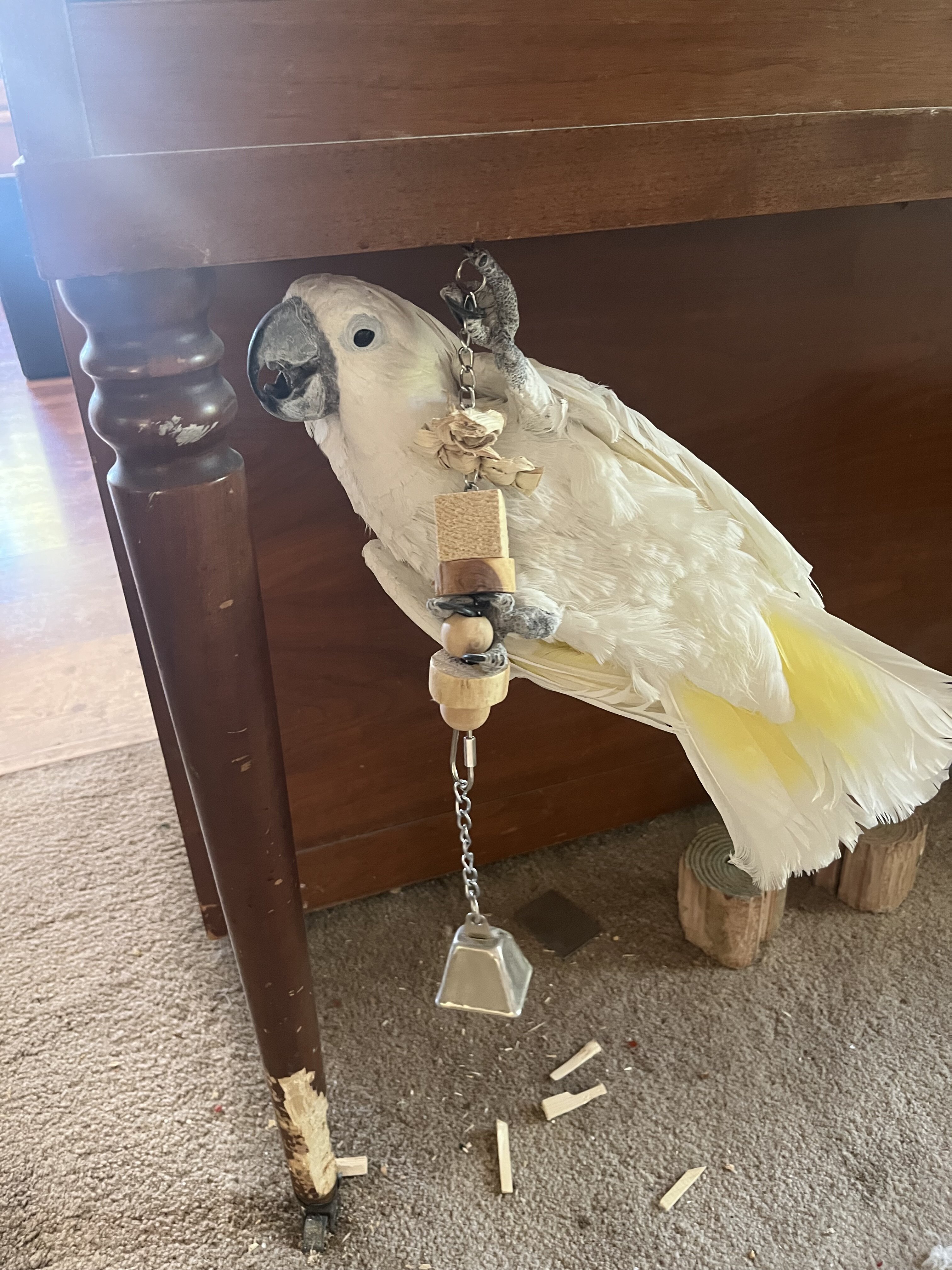Cockatoo umbrella image 3