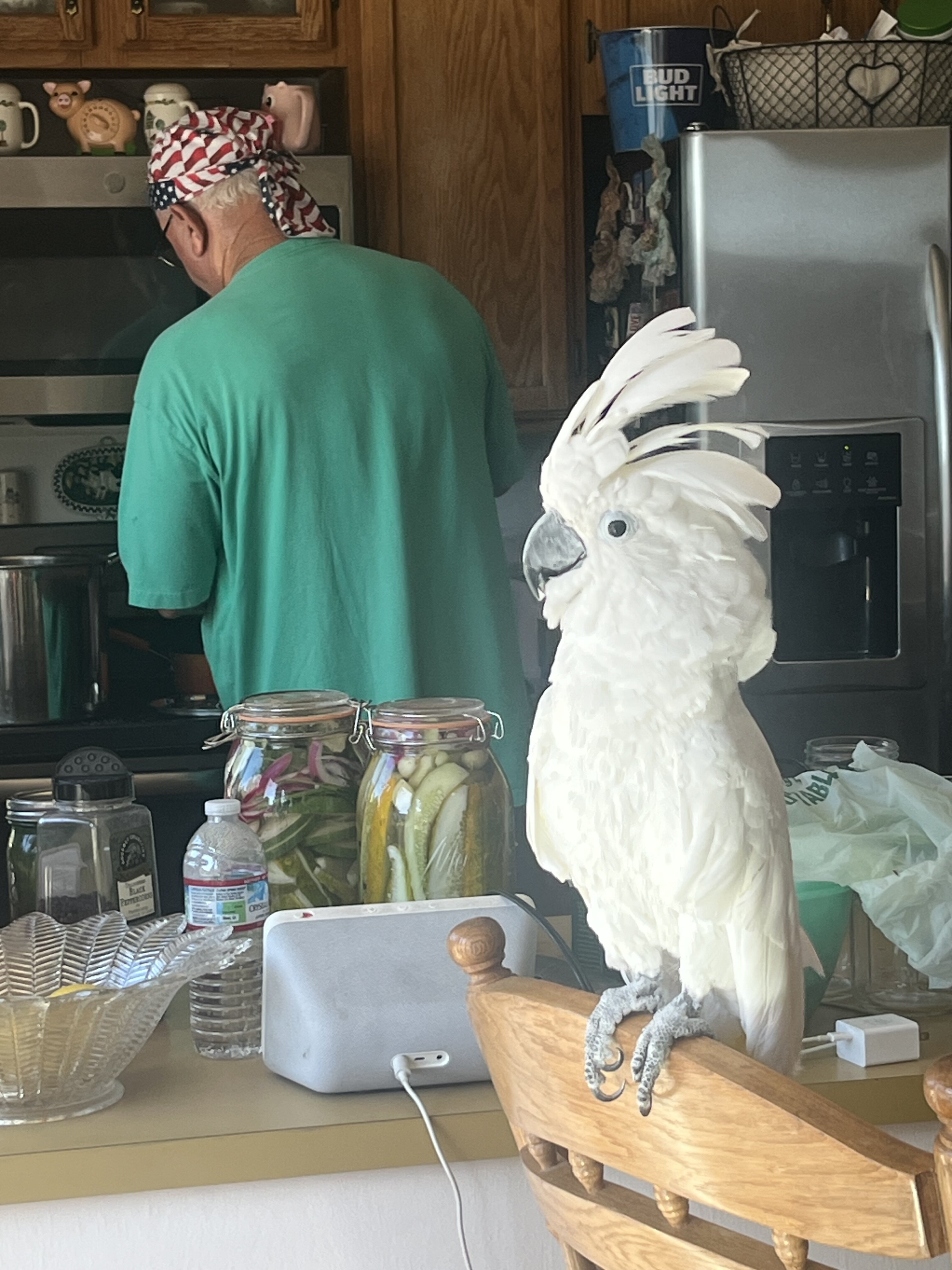Cockatoo umbrella image 1