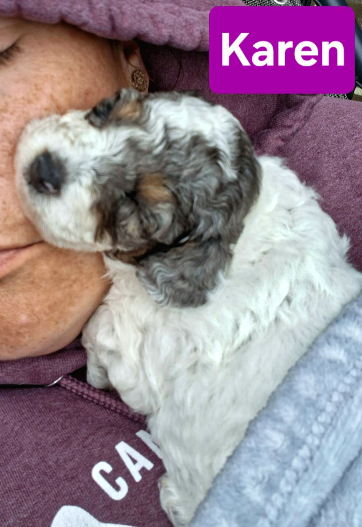 Toy Poodle Puppies image 5