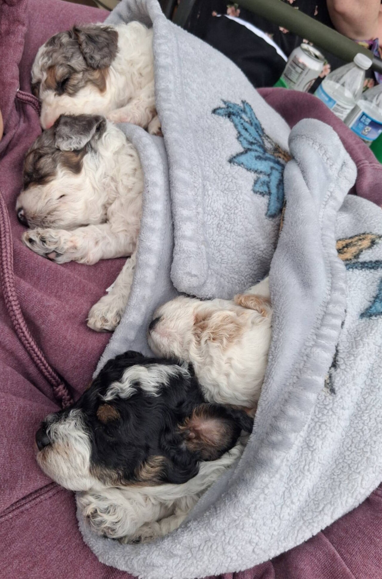 Toy Poodle Puppies image 9