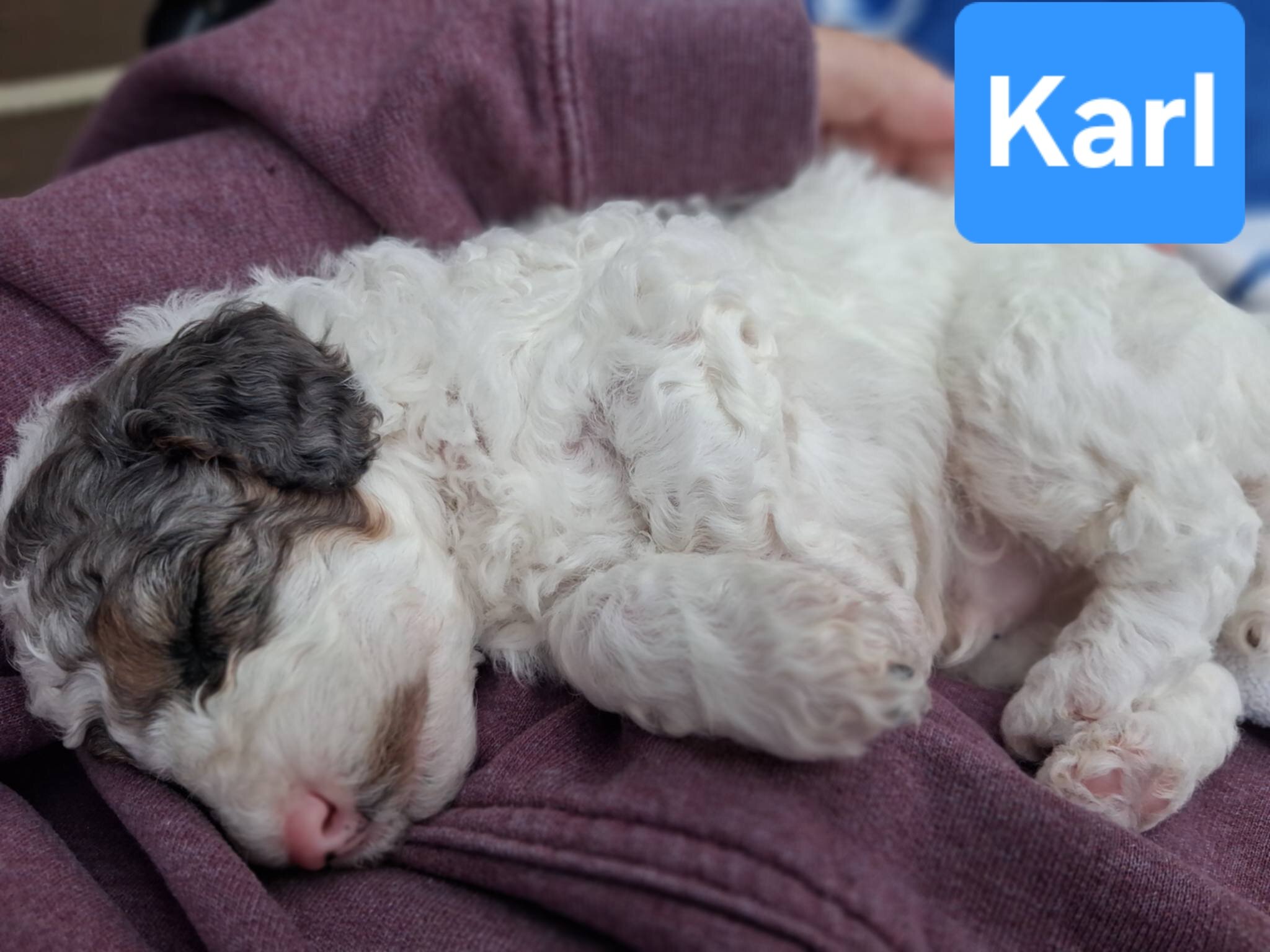 Toy Poodle Puppies image 8