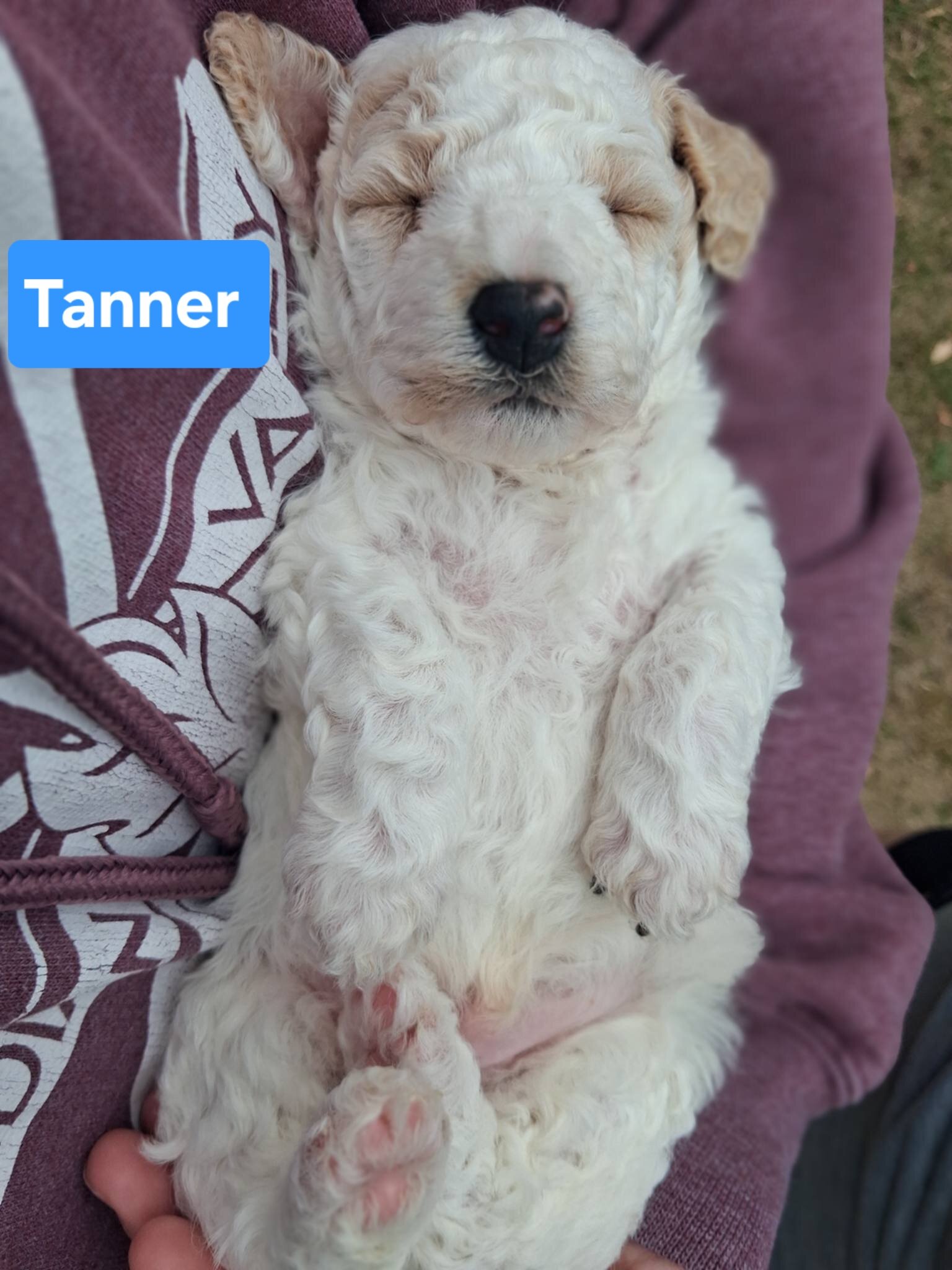 Toy Poodle Puppies image 7