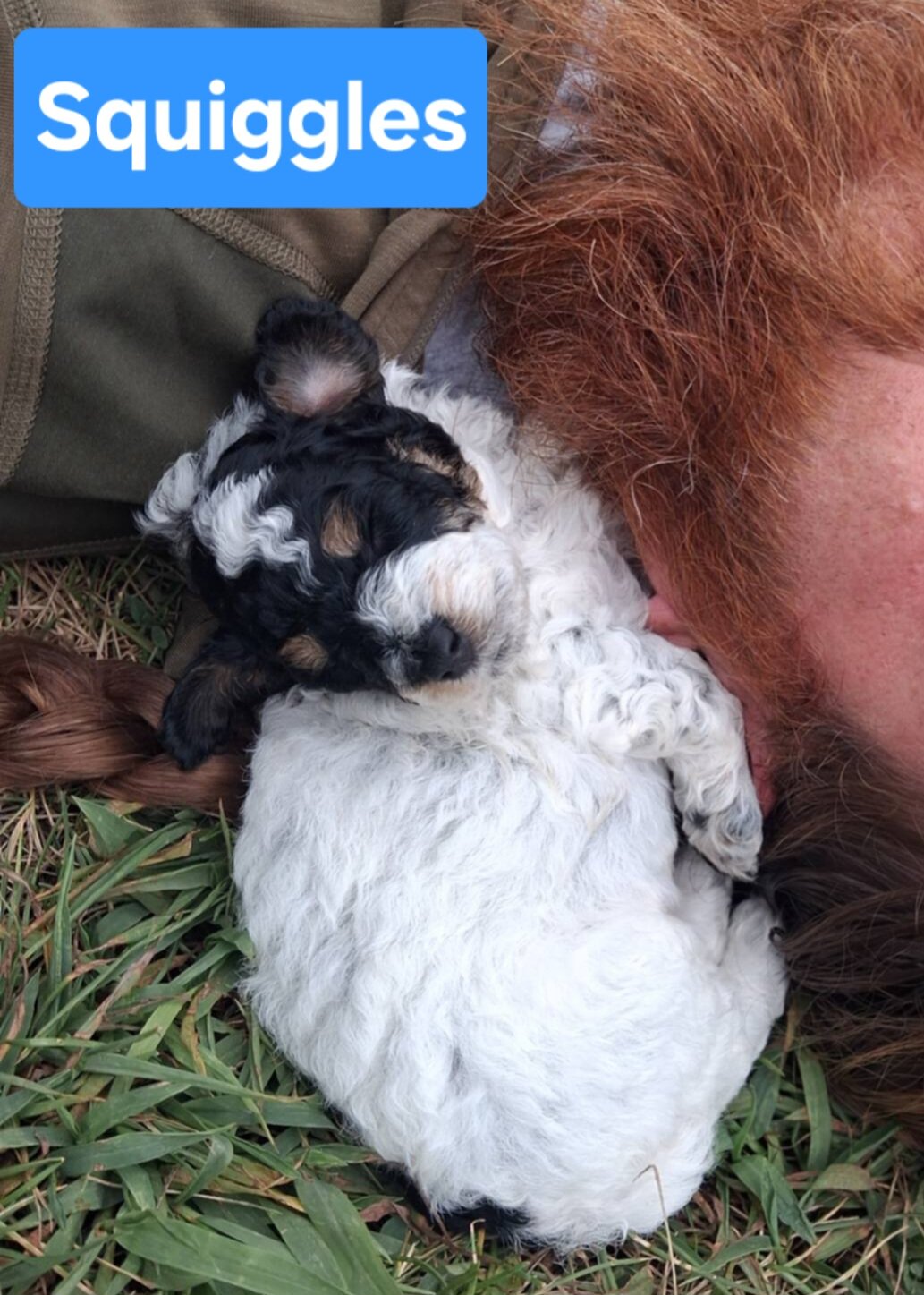 Toy Poodle Puppies image 6