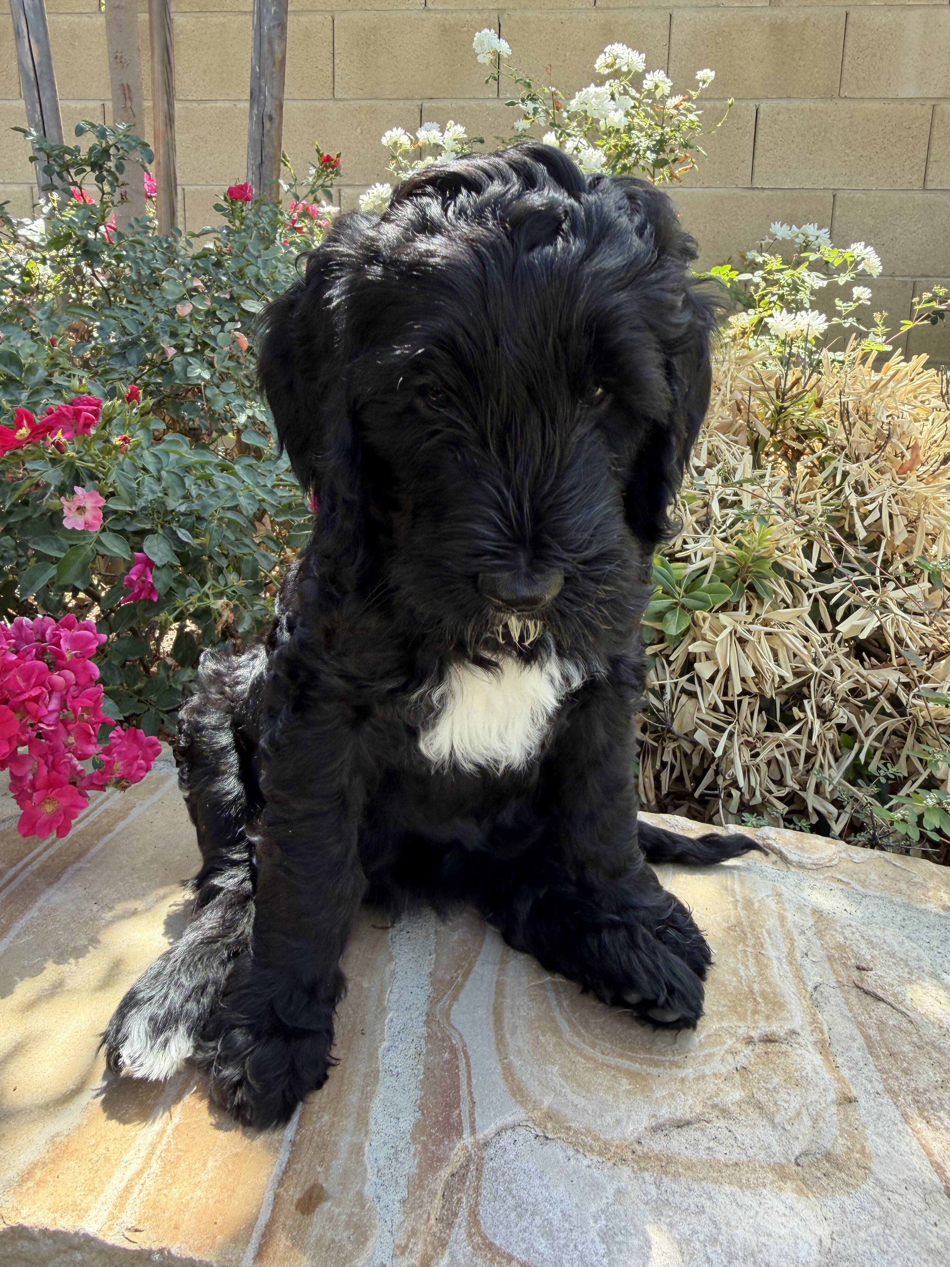 Golden Mountain Doodles image 1