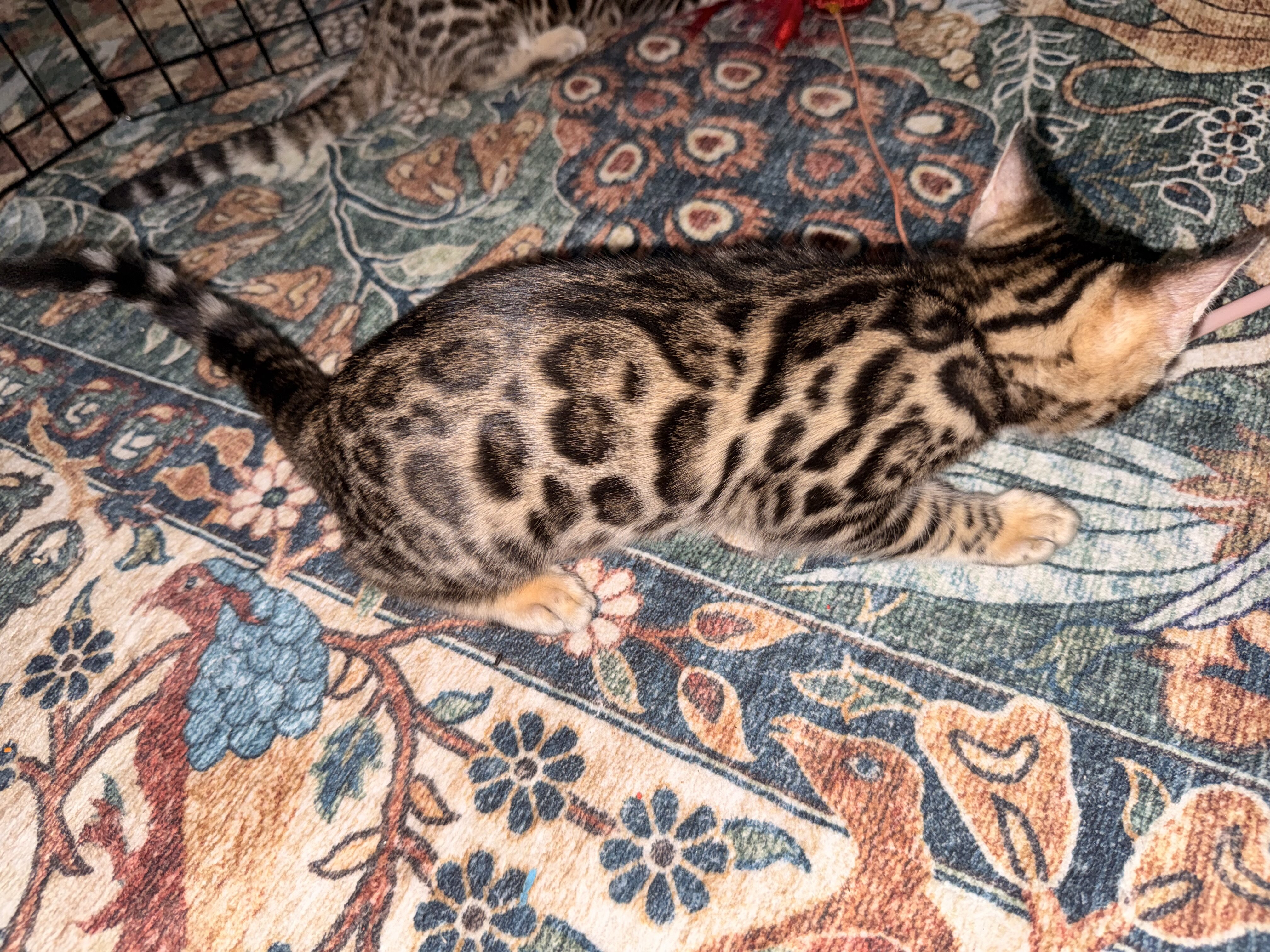 Gorgeous Bengal Kittens image 8