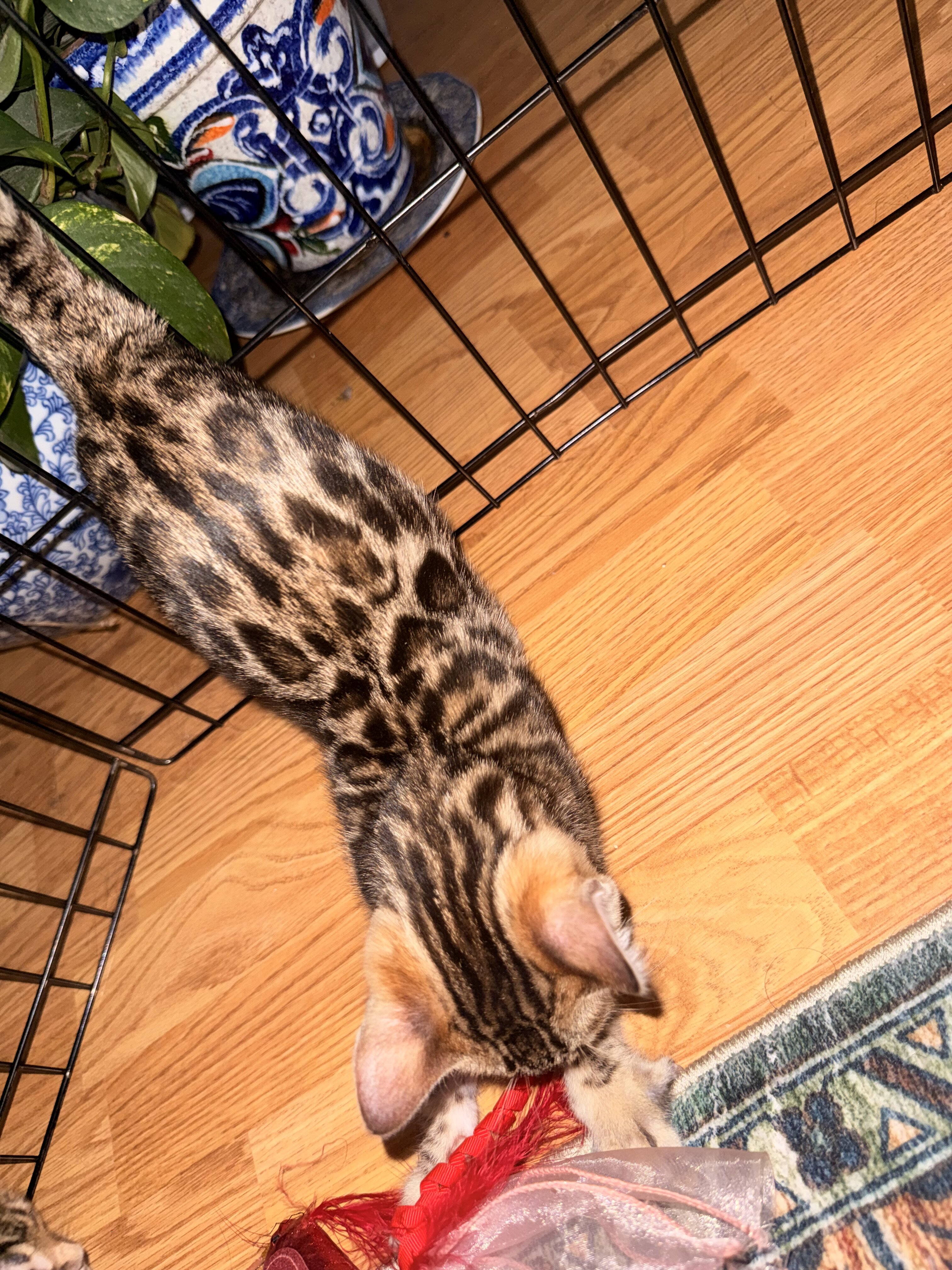 Gorgeous Bengal Kittens image 6