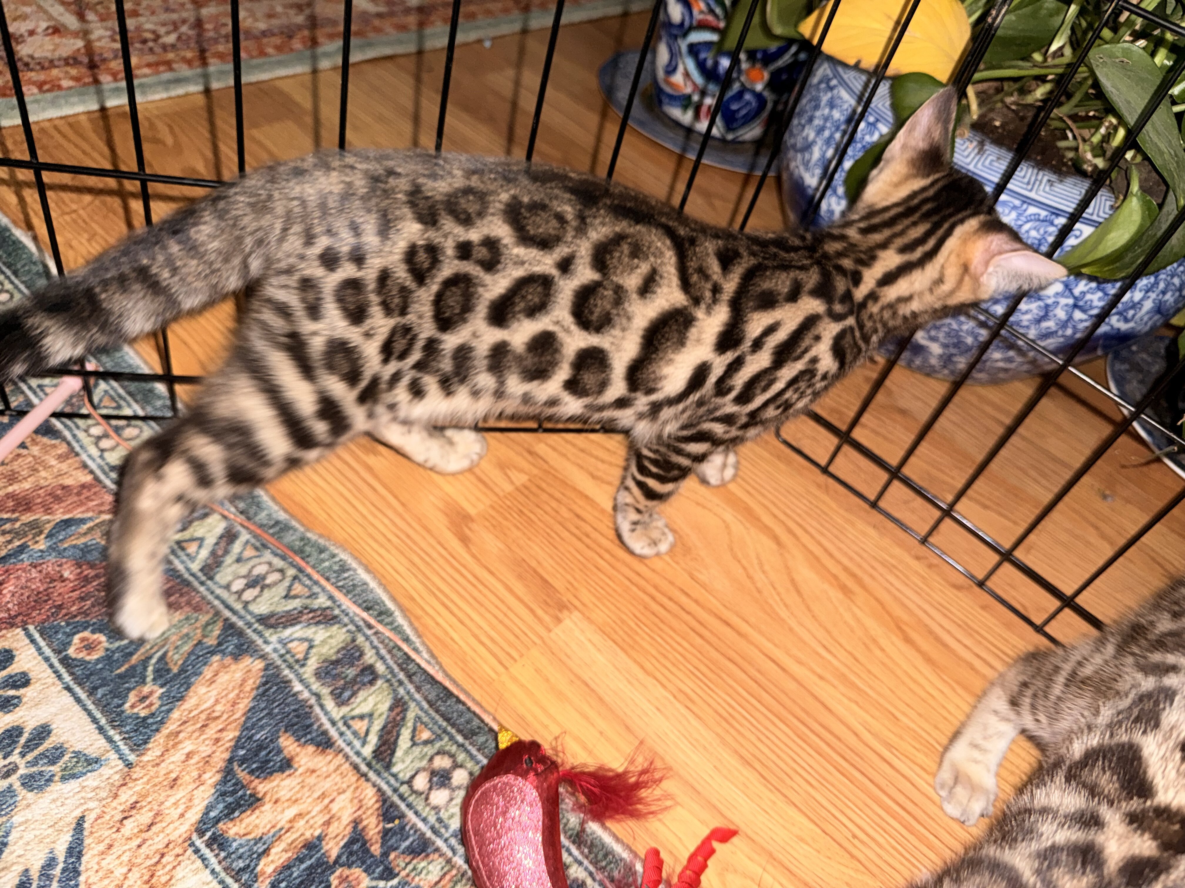 Gorgeous Bengal Kittens image 7