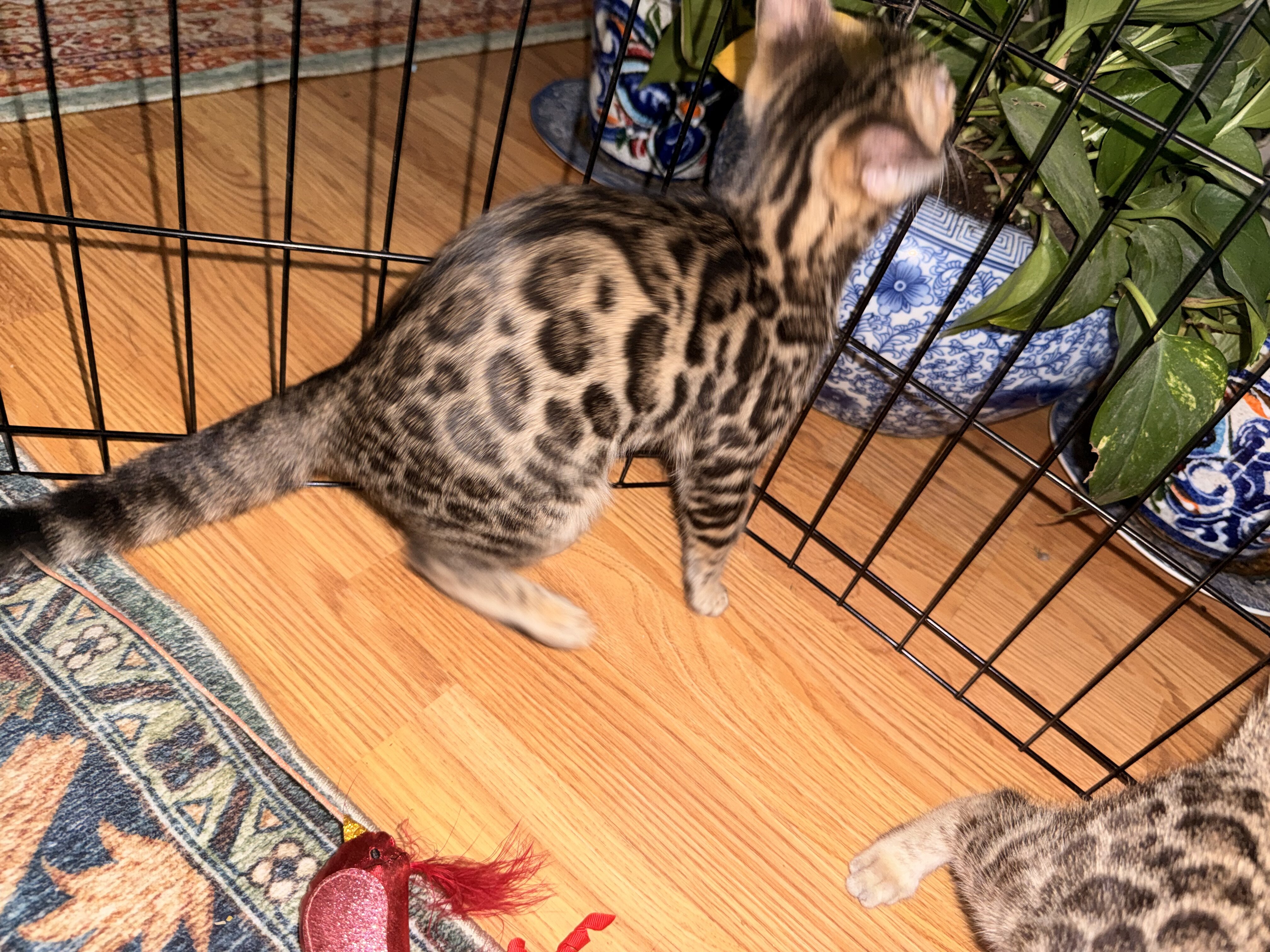 Gorgeous Bengal Kittens image 5