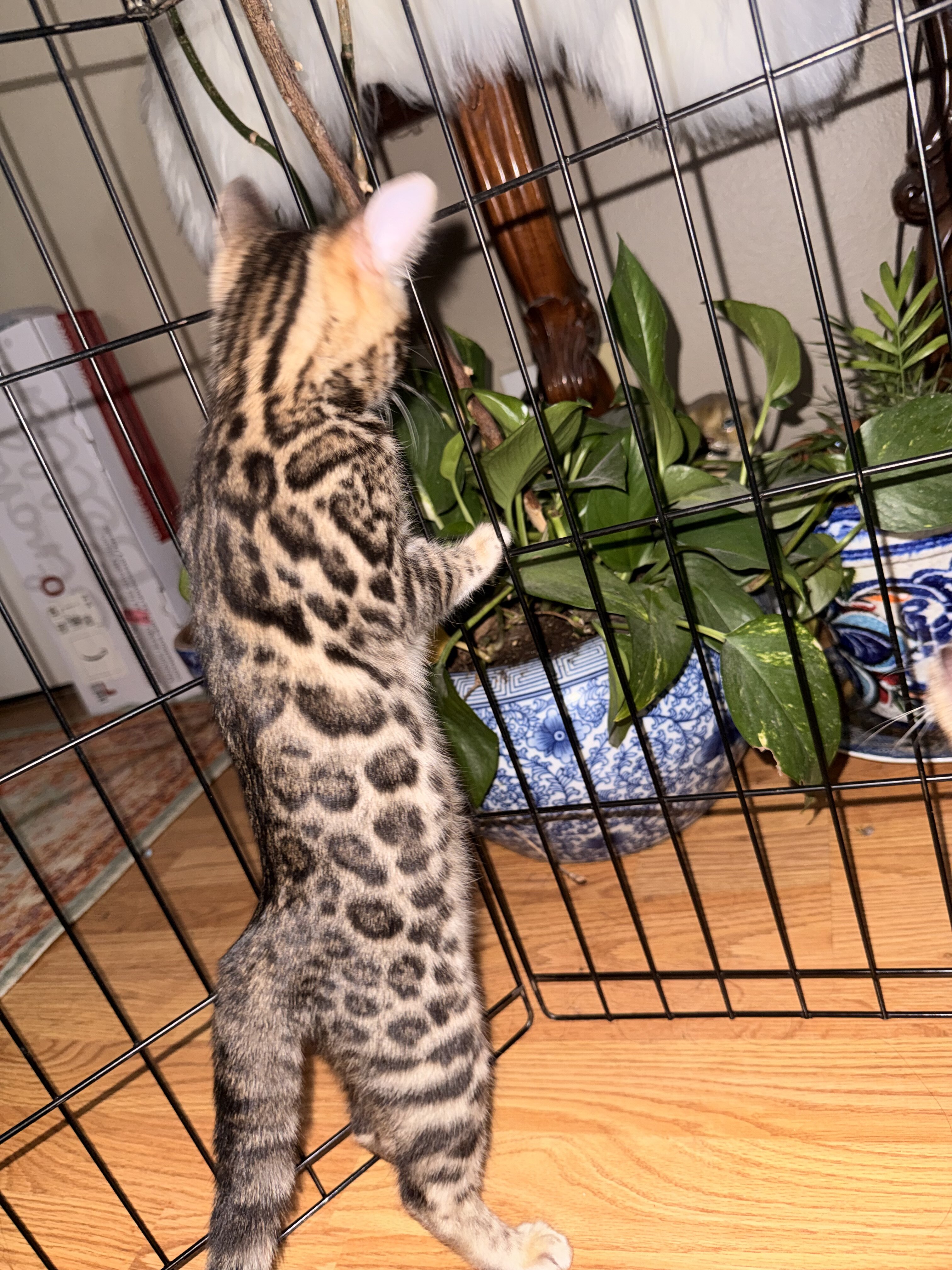 Gorgeous Bengal Kittens image 4