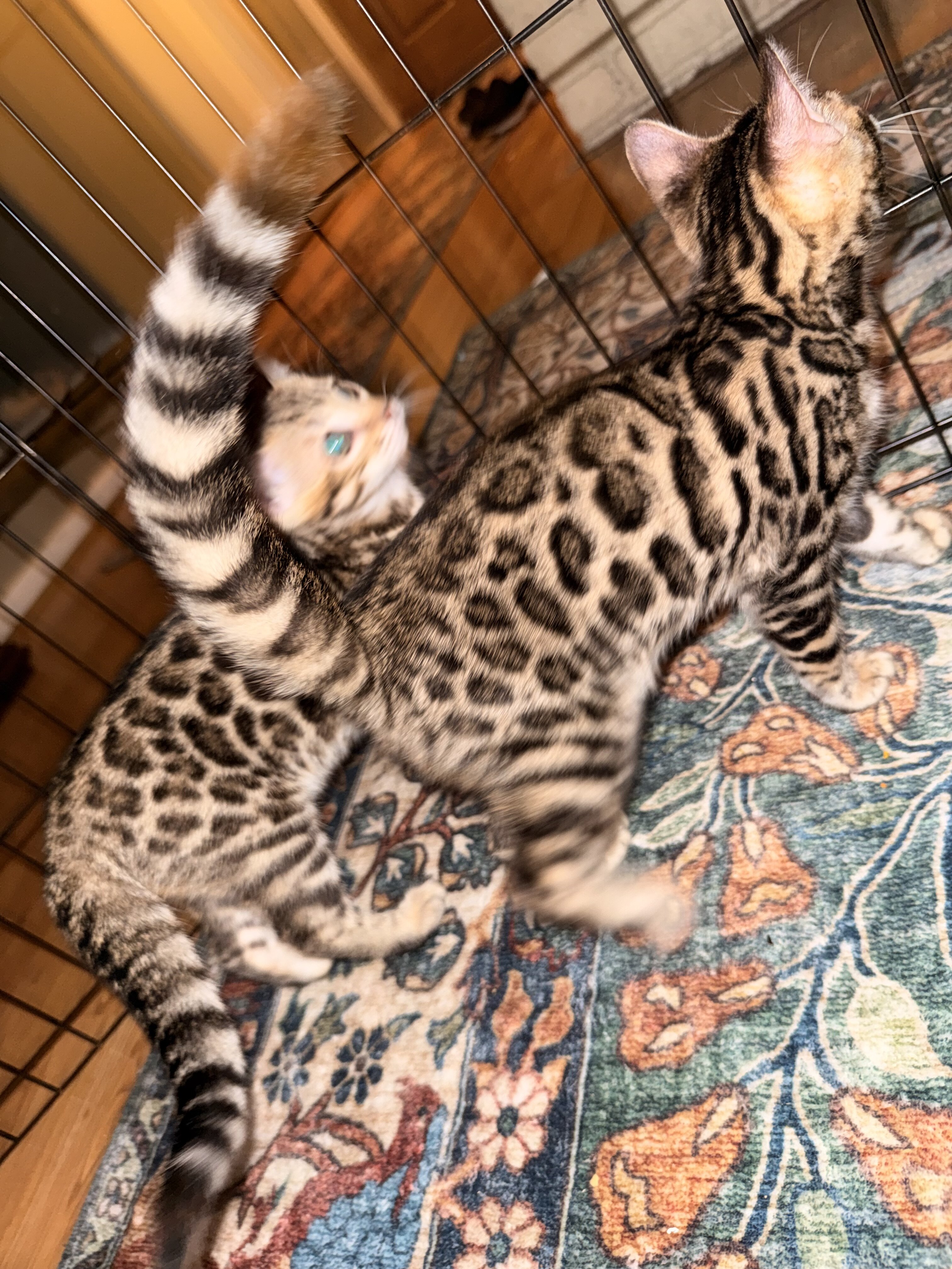 Gorgeous Bengal Kittens image 2