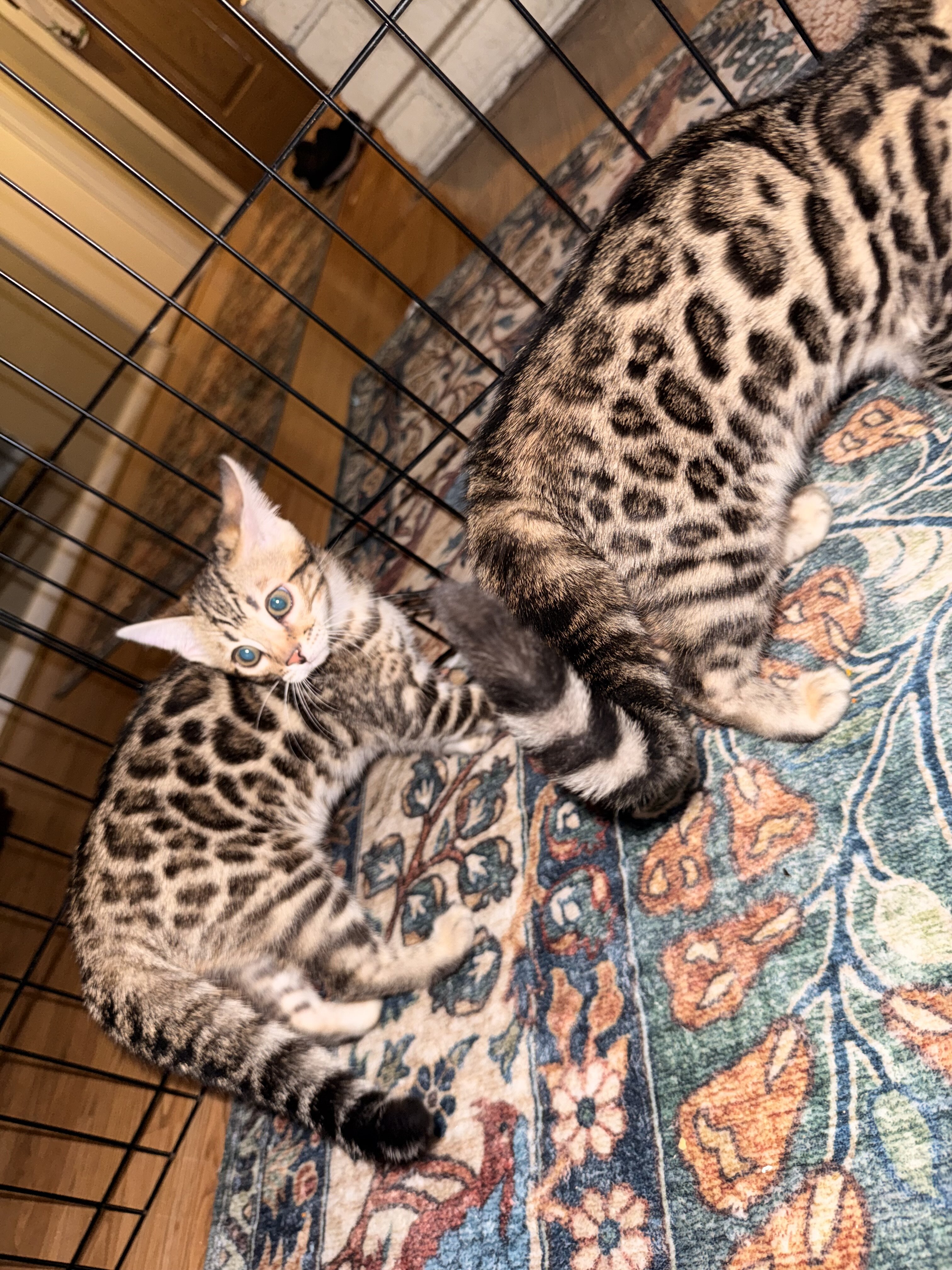 Gorgeous Bengal Kittens image 3