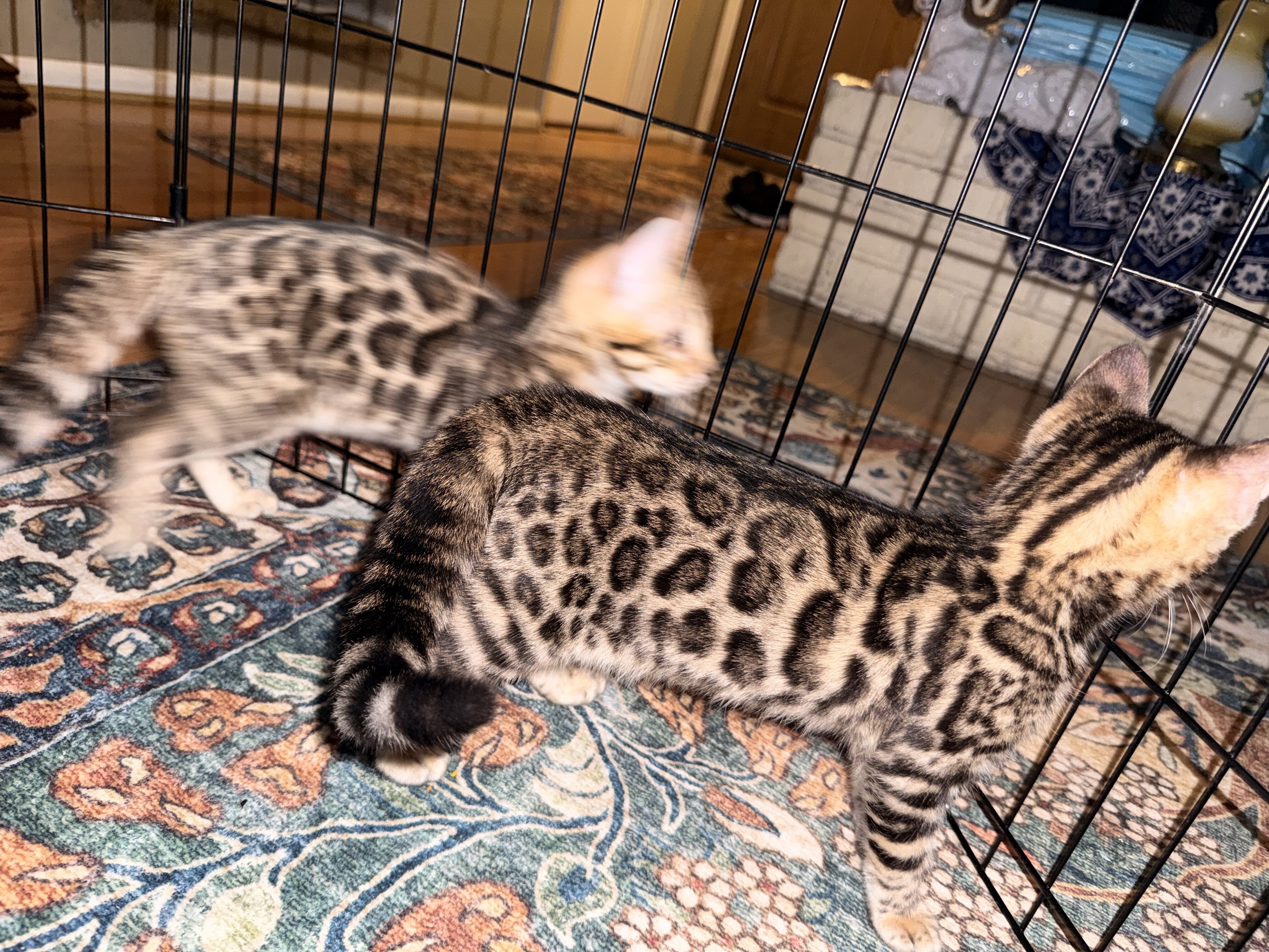 Gorgeous Bengal Kittens image 1