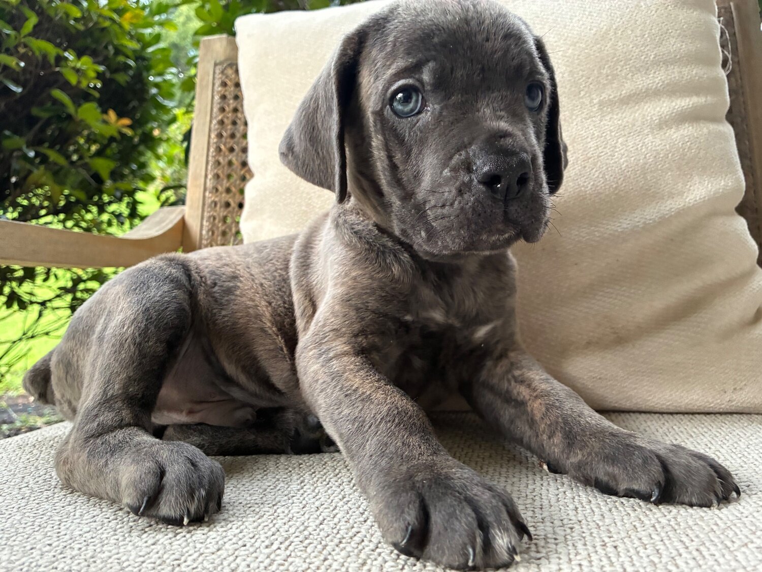 Cane Corso Puppies 9 Weeks image 1