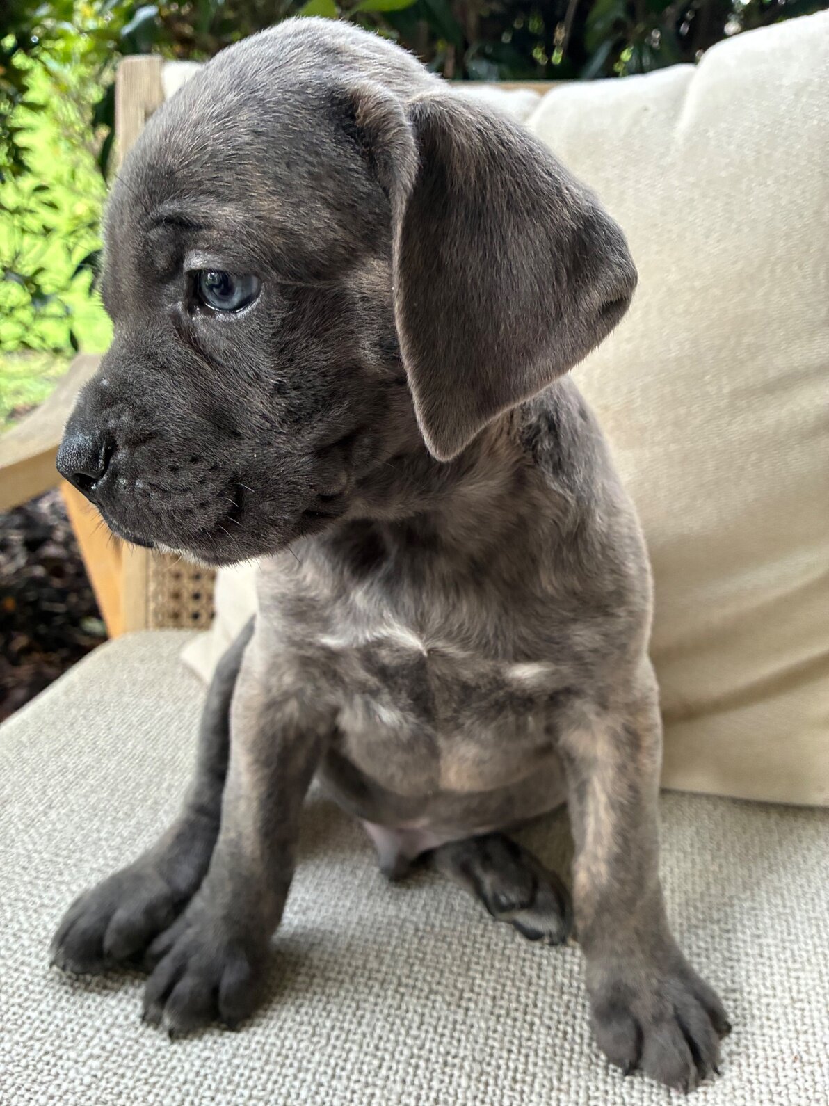 Cane Corso Puppies 9 Weeks image 3