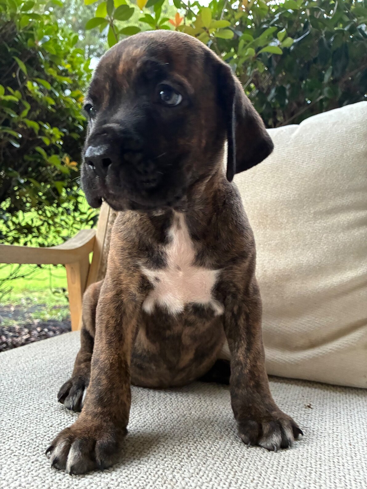 Cane Corso Puppies 9 Weeks image 6