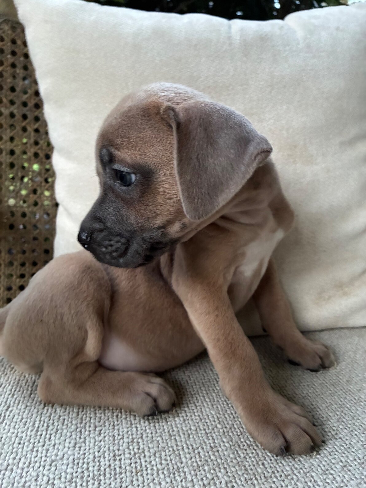 Cane Corso Puppies 9 Weeks image 8