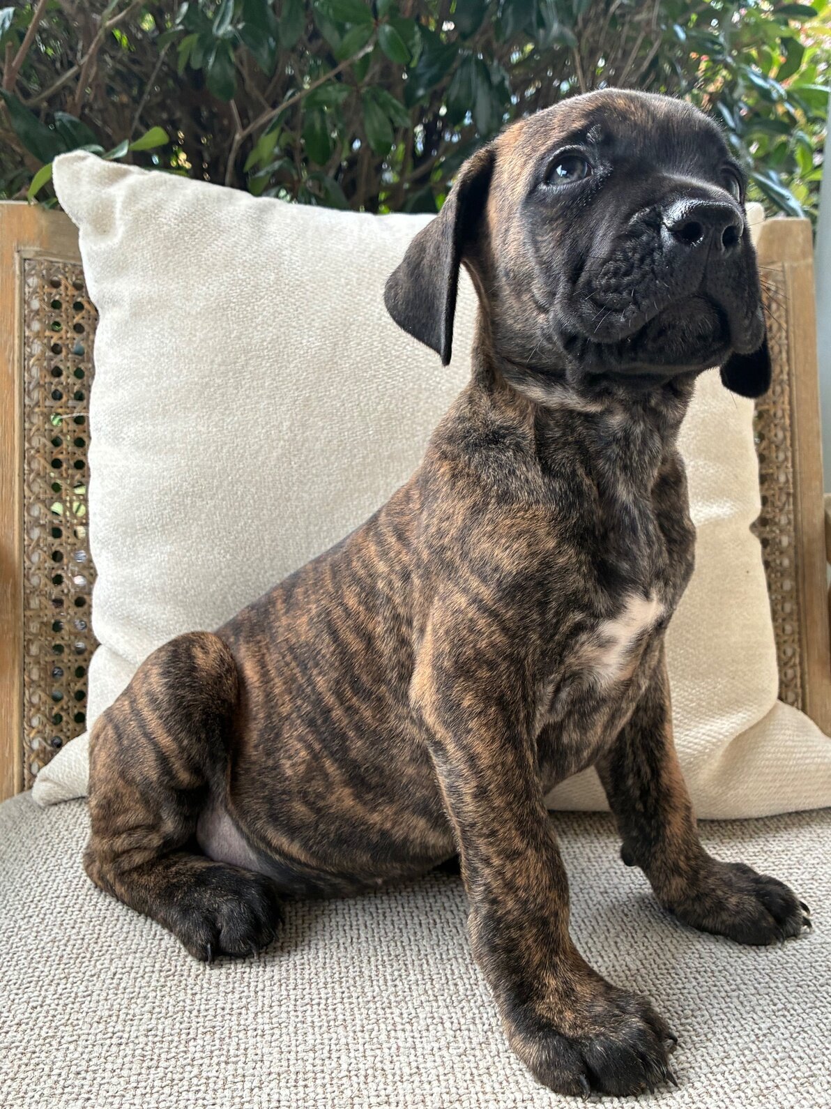 Cane Corso Puppies 9 Weeks image 7