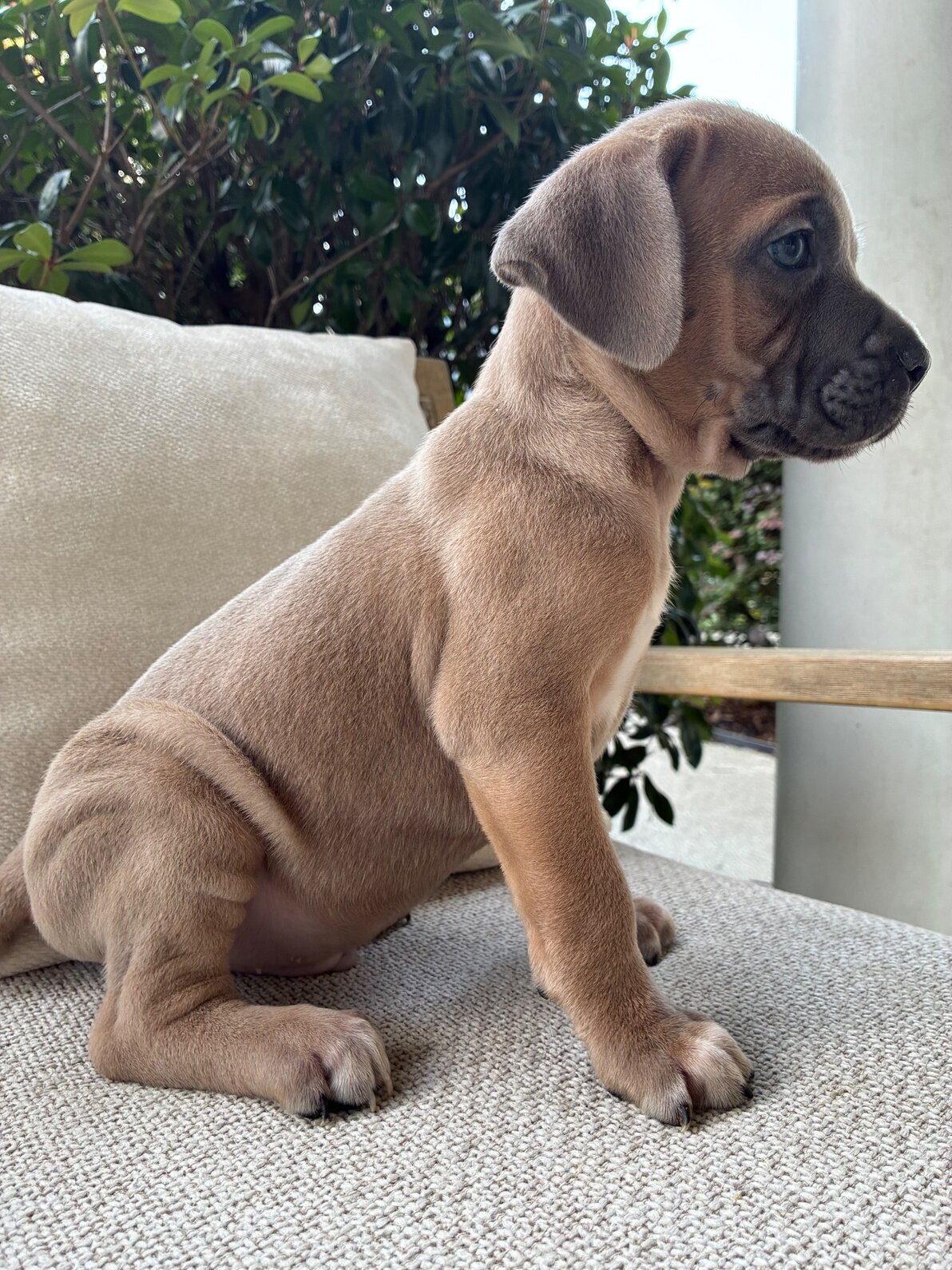 Cane Corso Puppies 9 Weeks image 2
