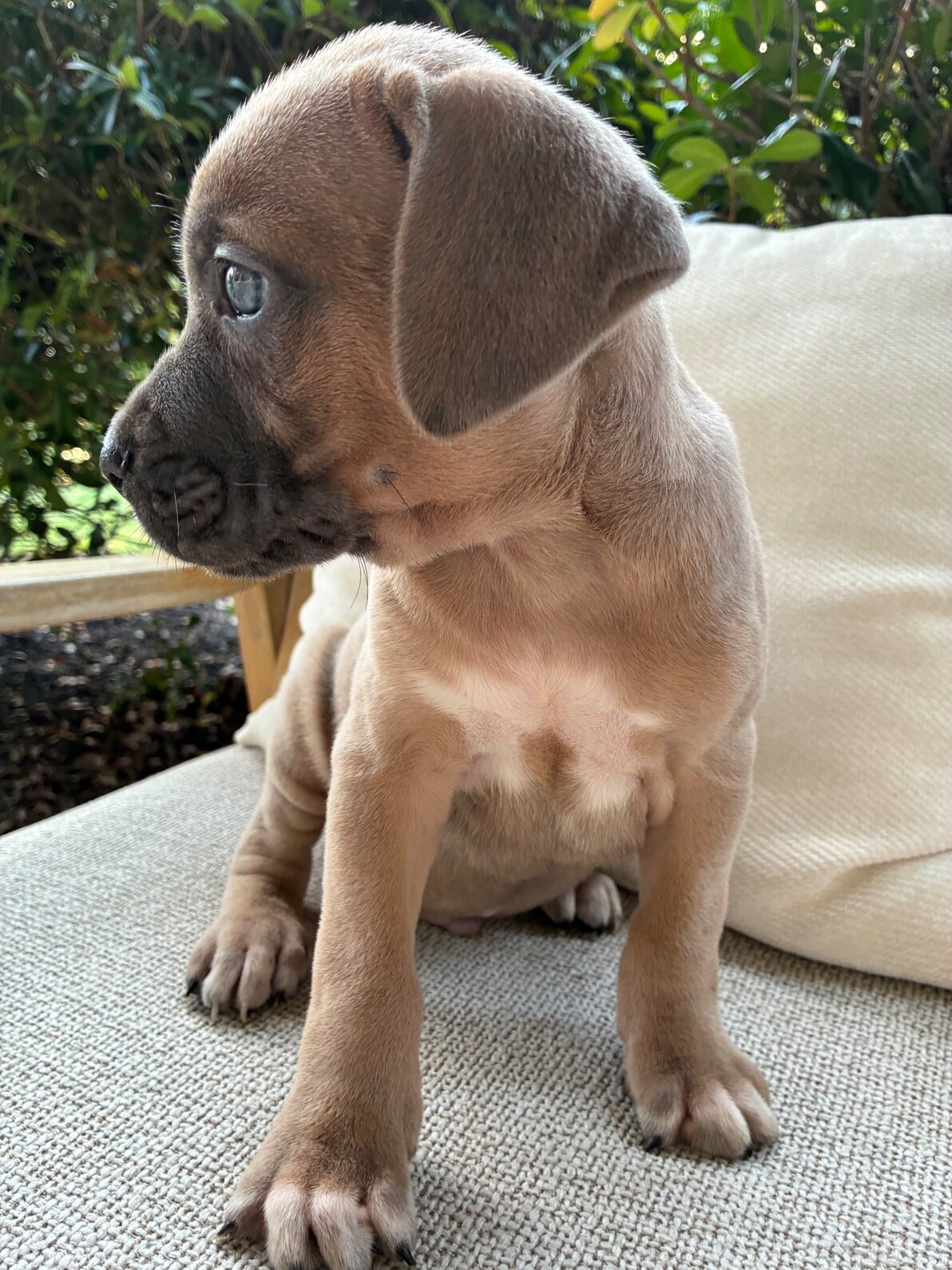 Cane Corso Puppies 9 Weeks image 5