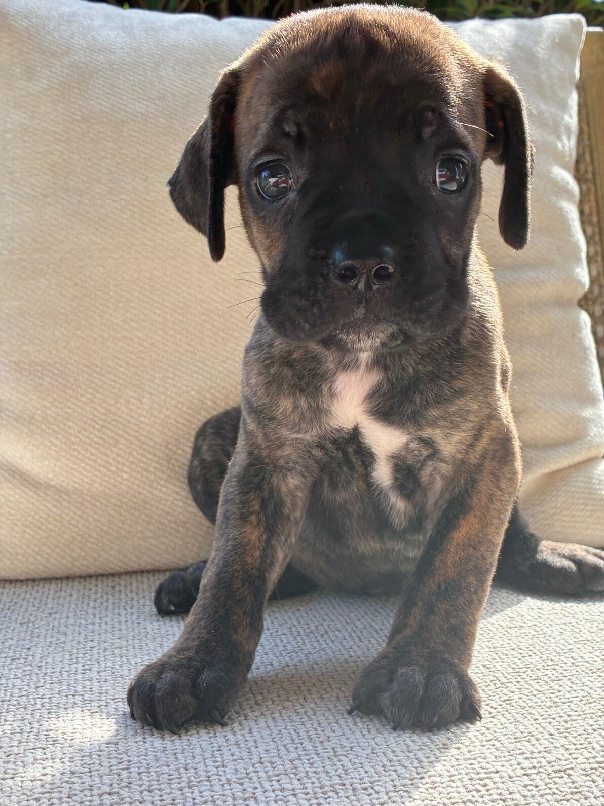 Cane Corso Puppies 9 Weeks image 4