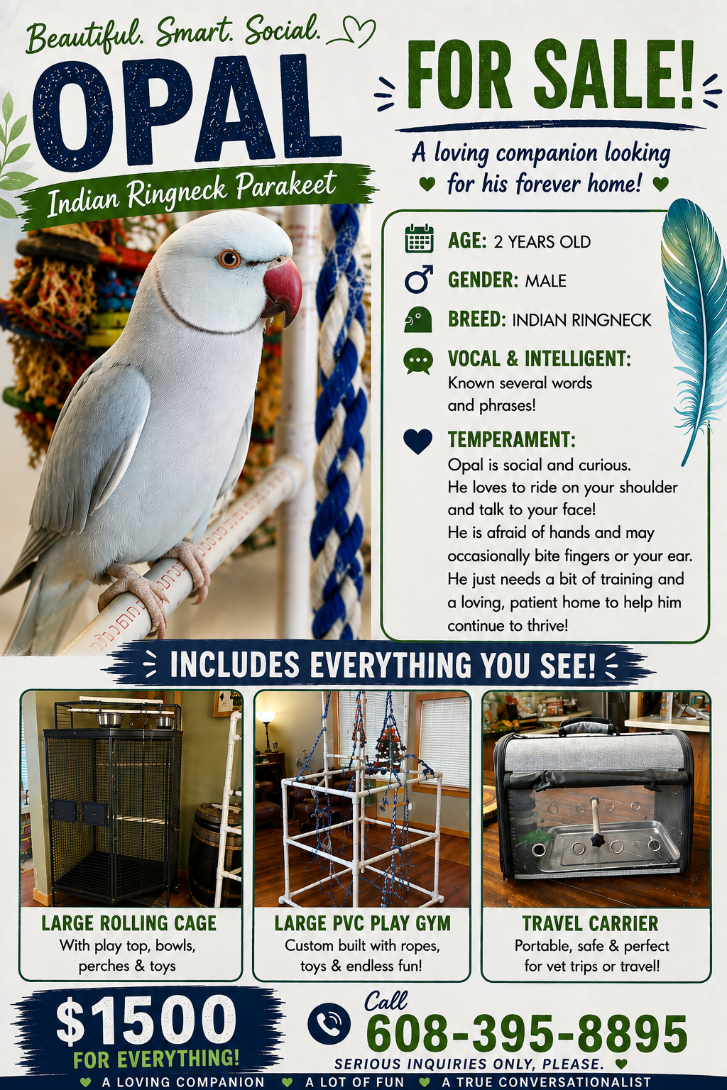 Male Indian Ringneck Parakeet image 3