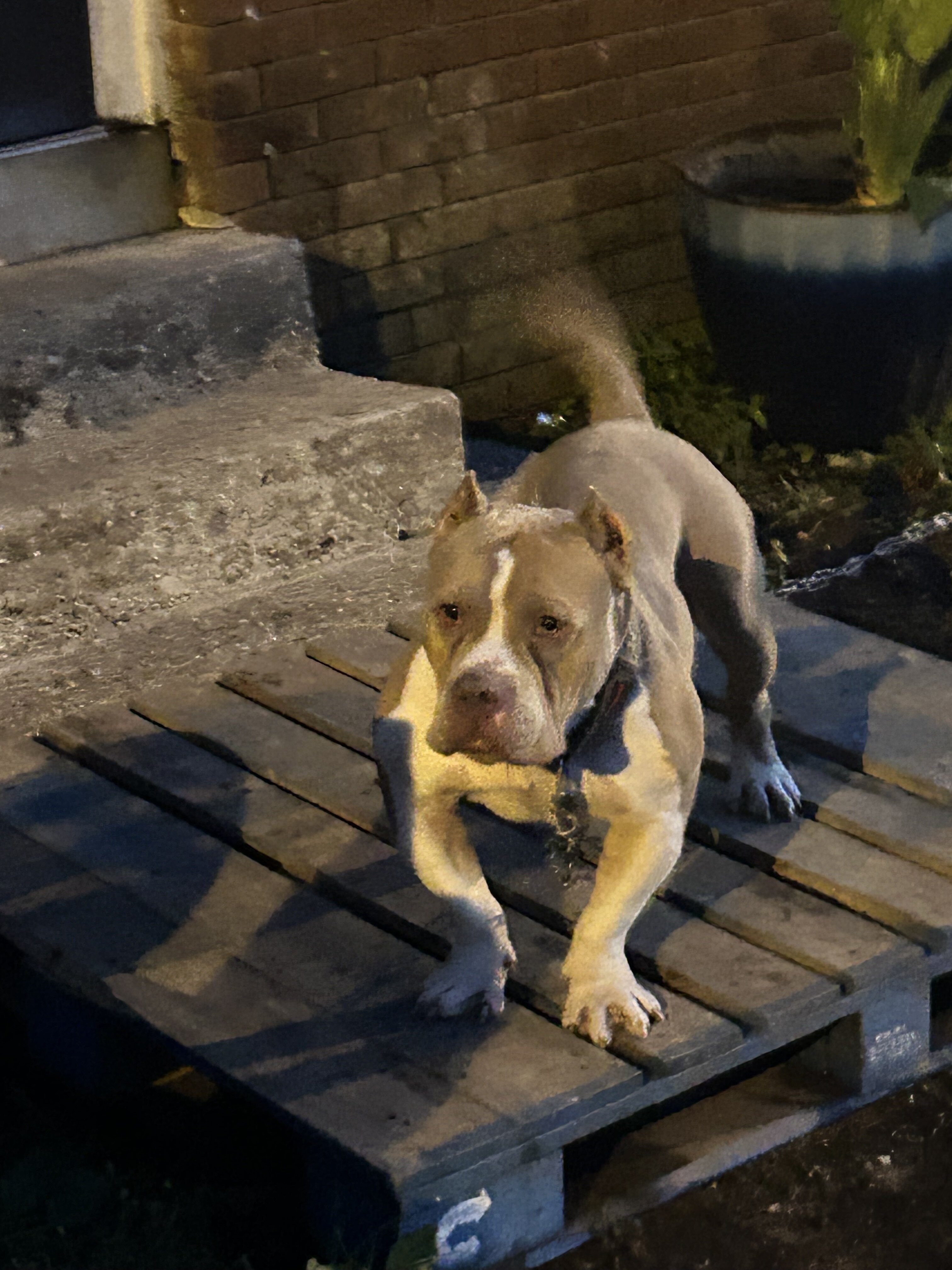 Puppies bully image 3