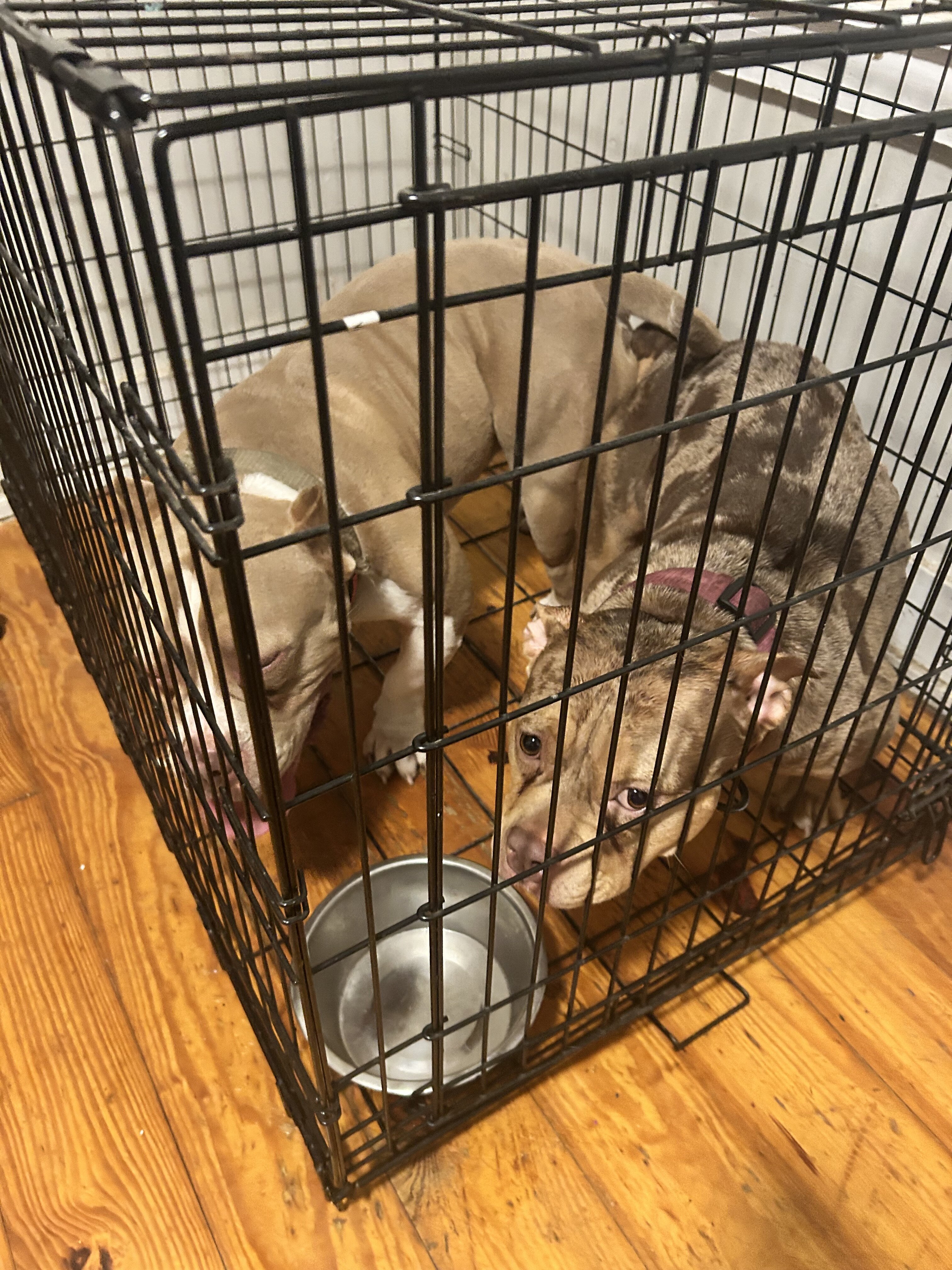 Puppies bully image 4