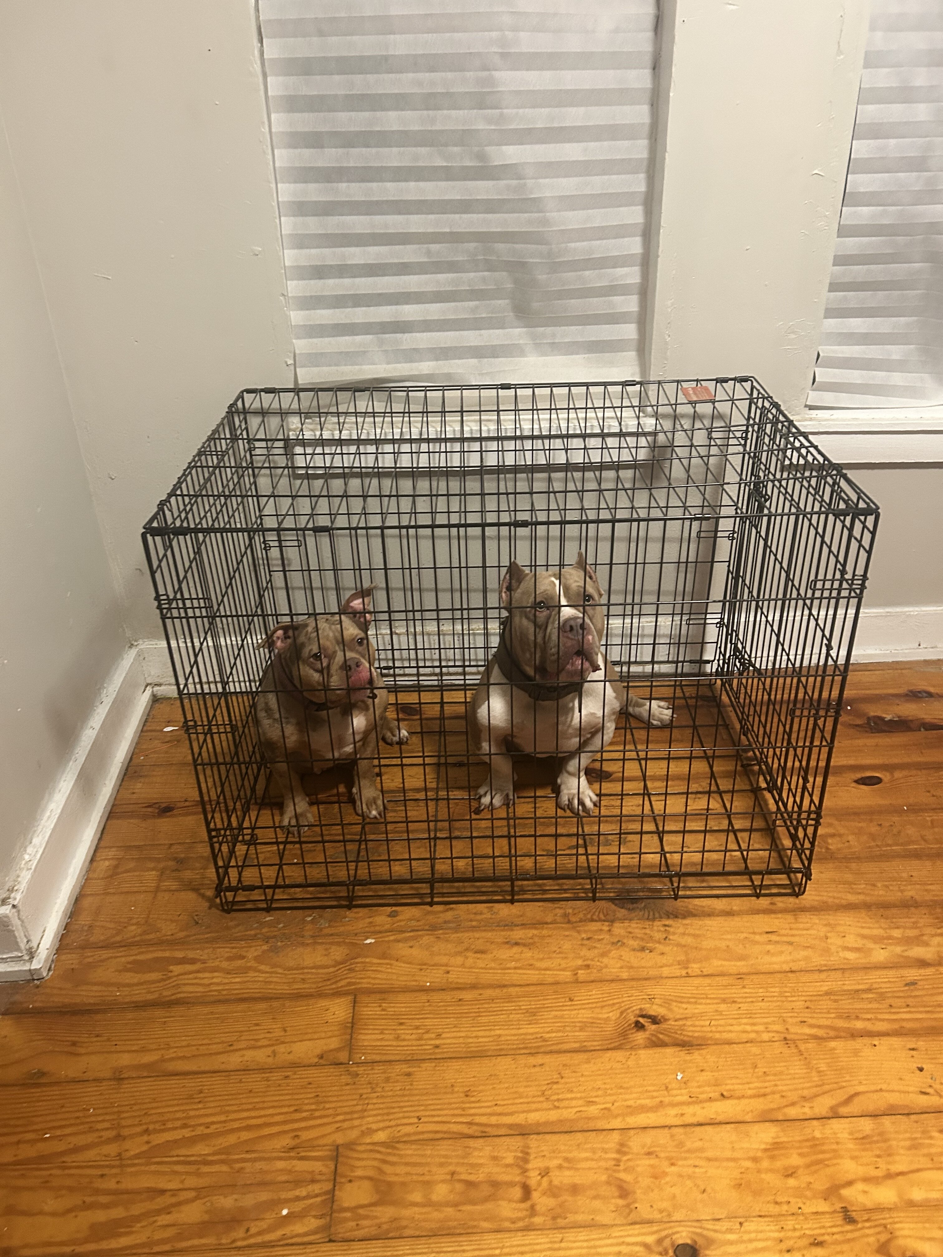 Puppies bully image 2