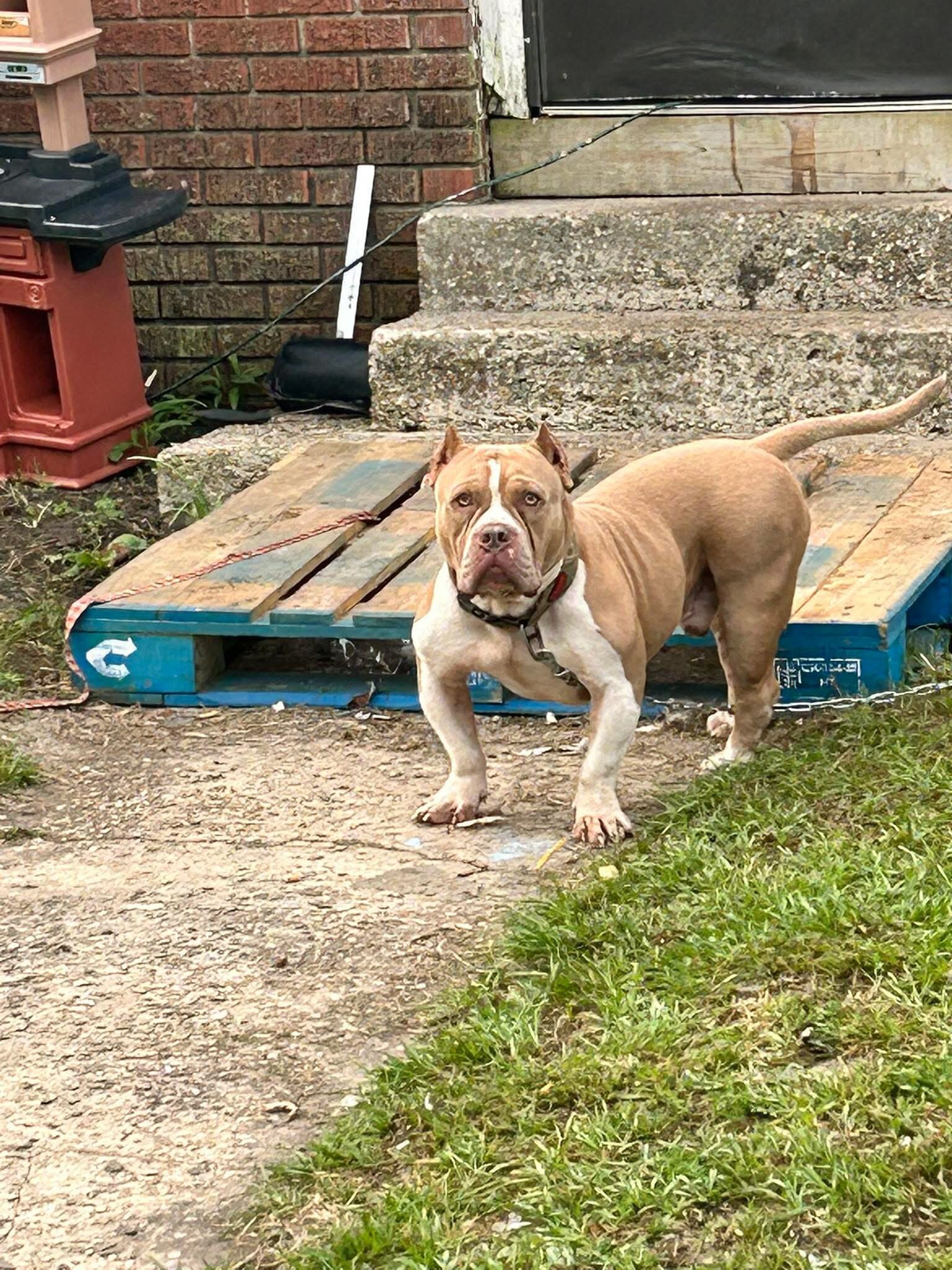 Puppies bully image 1