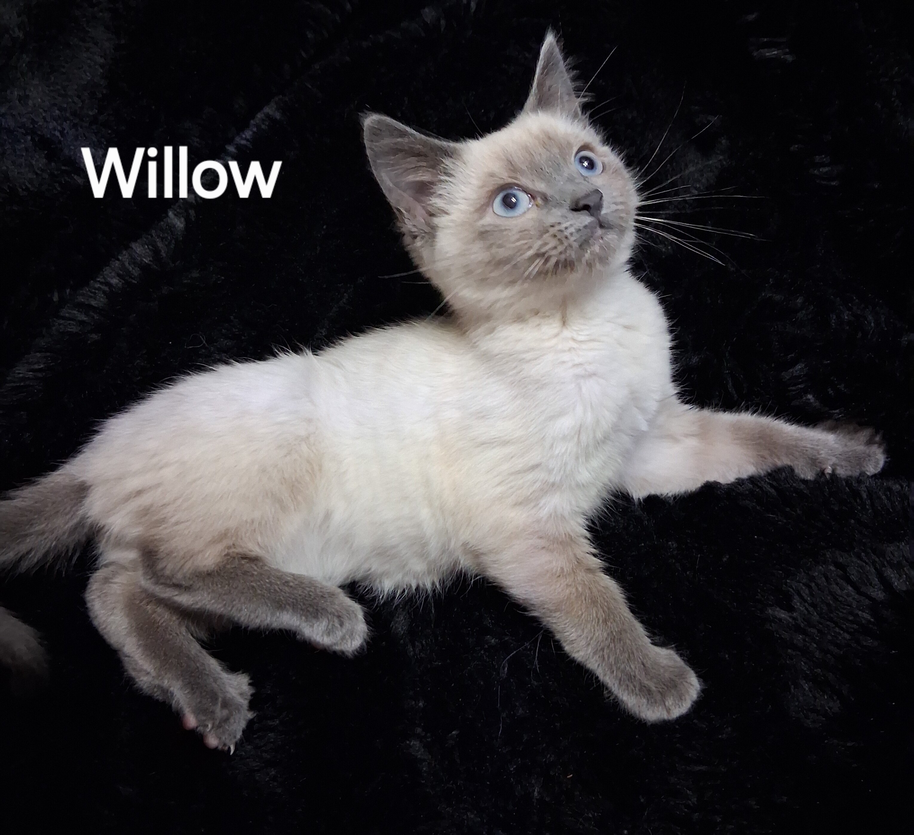 Siamese Kittens image 8