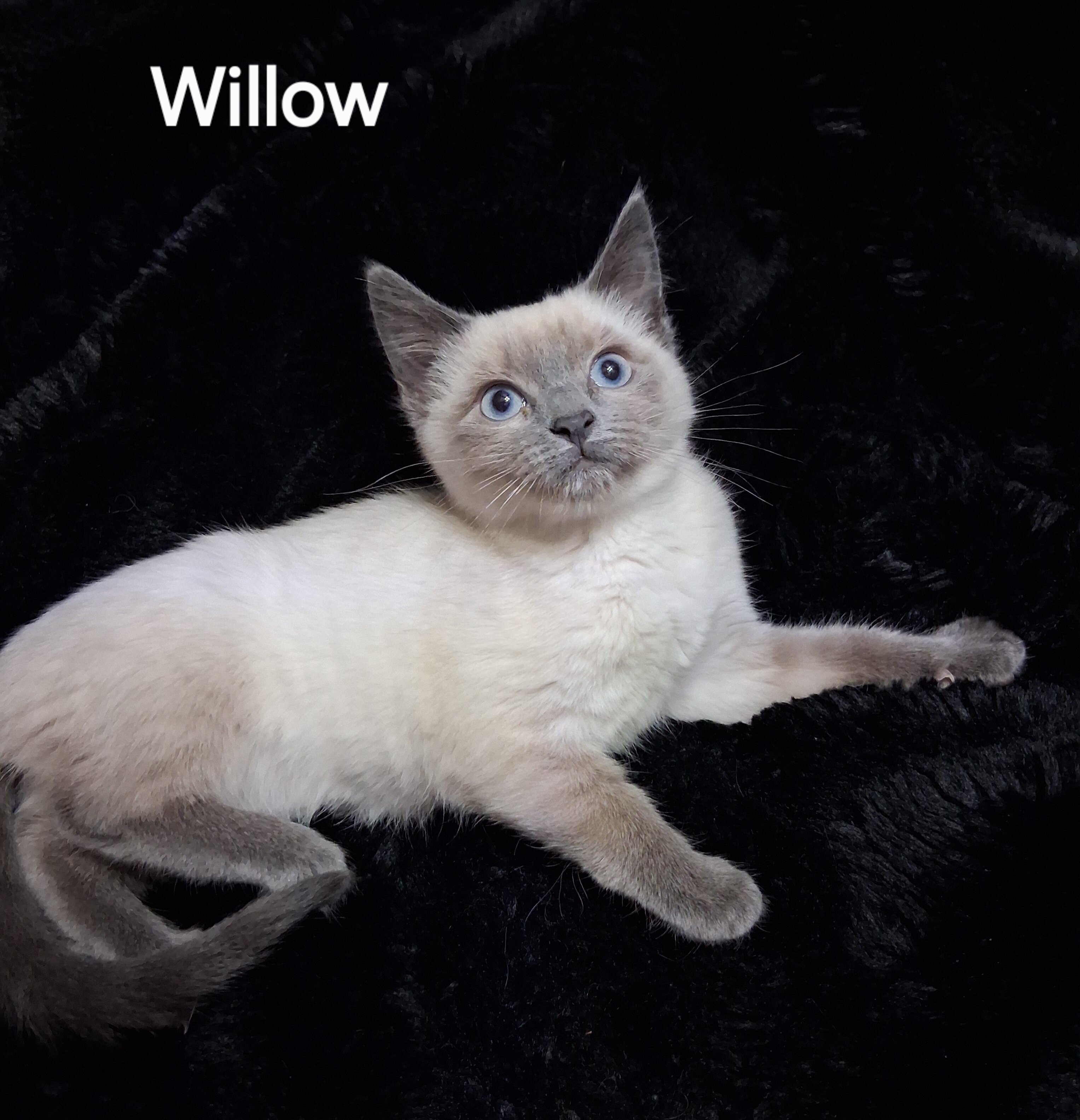 Siamese Kittens image 7