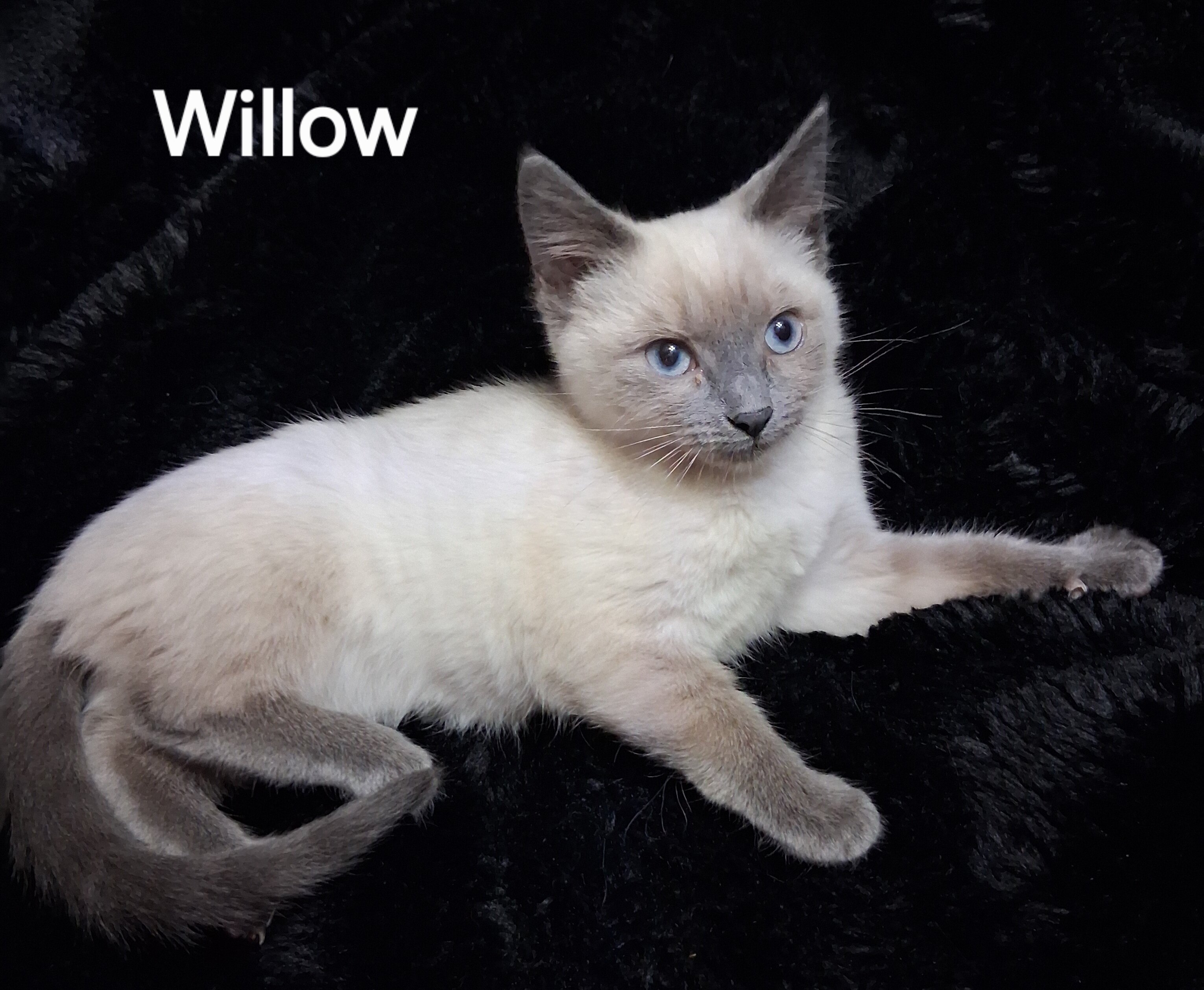 Siamese Kittens image 4